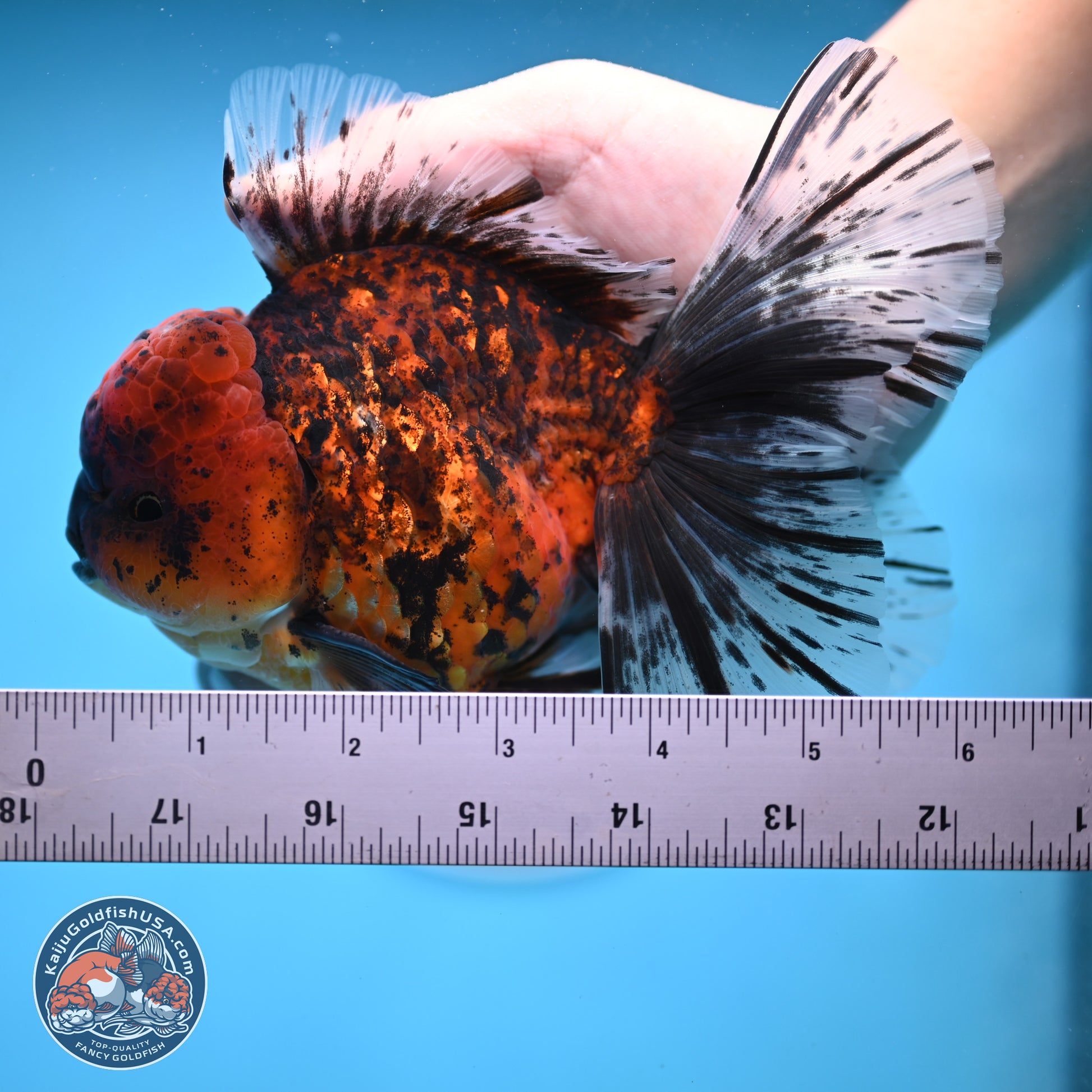 Tiger Rose Tail Oranda 6 inches - Male (241129_OR12) - Kaiju Goldfish USA