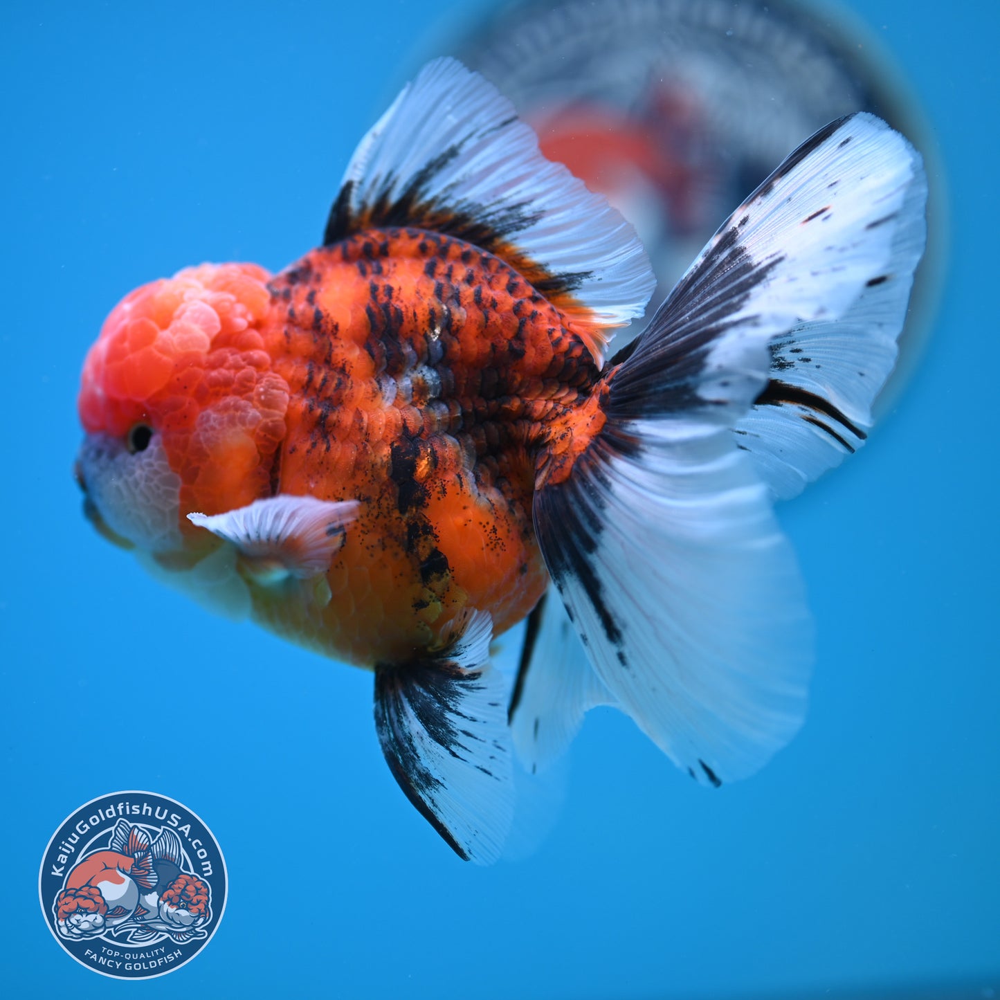 Tricolor Tiger Rose Tail Oranda 4 inches Body (250502_OR12)