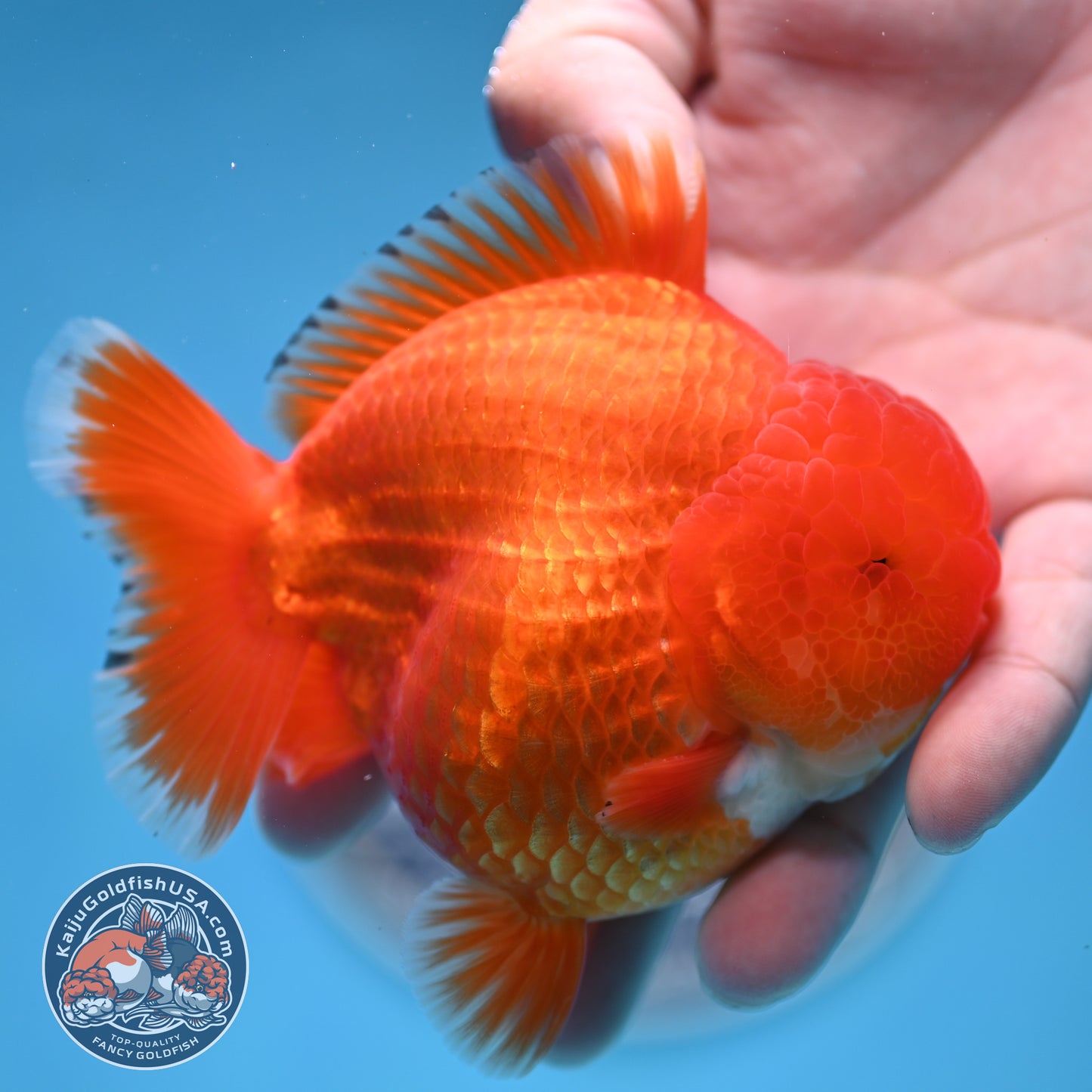 Red White YuanBao Oranda 3.75 inches Body (250516_OR12)