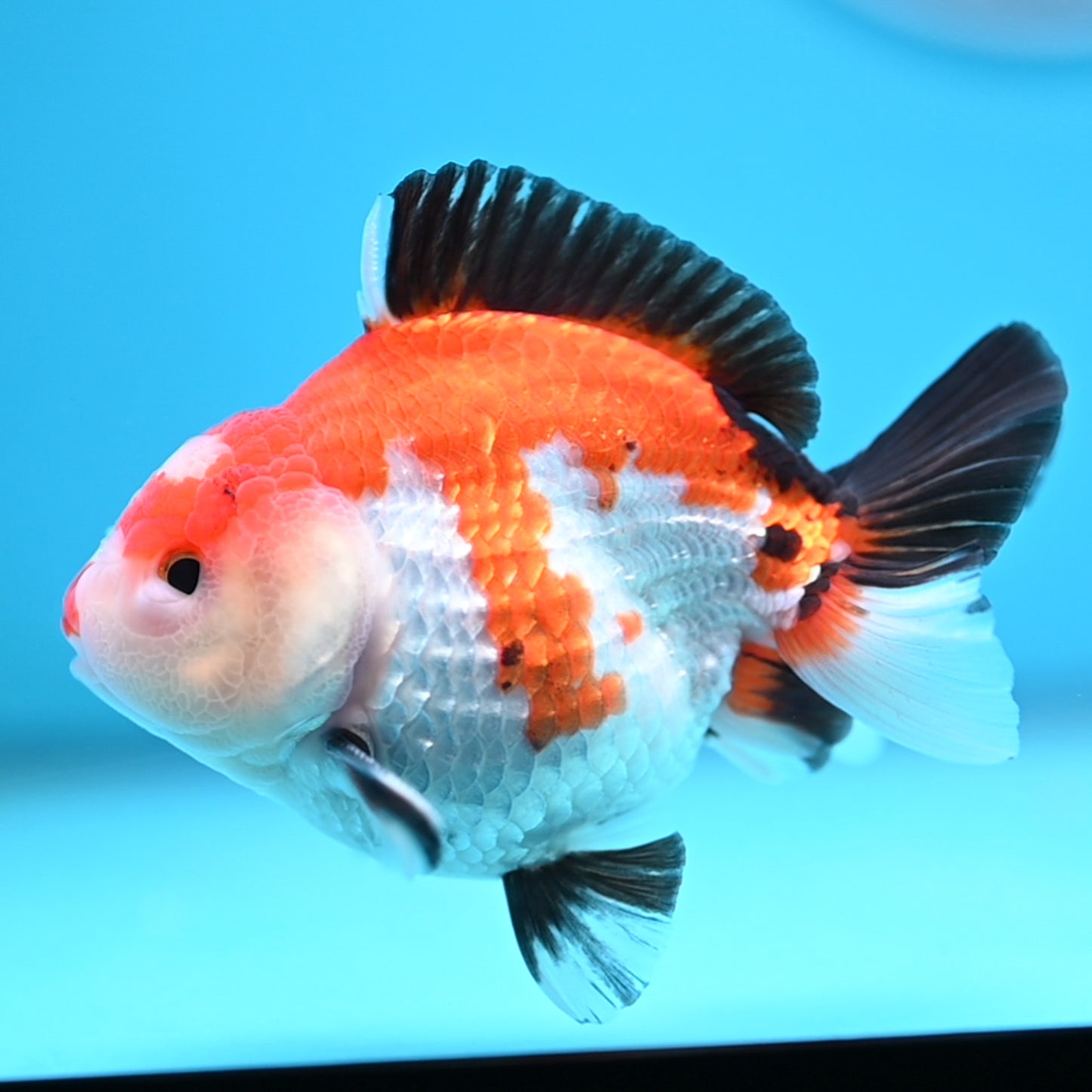 Tricolor Oranda 3.5-4 inches (241011_OR12) - Kaiju Goldfish USA