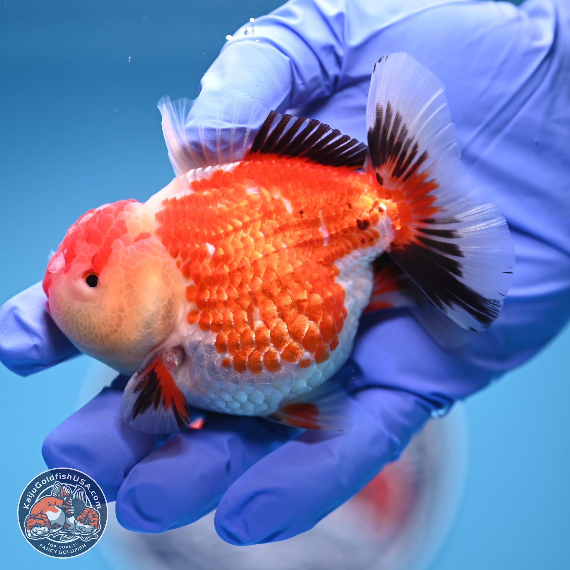 Tricolor Oranda 3.5 inches Body - Male (241227_OR12) - Kaiju Goldfish USA