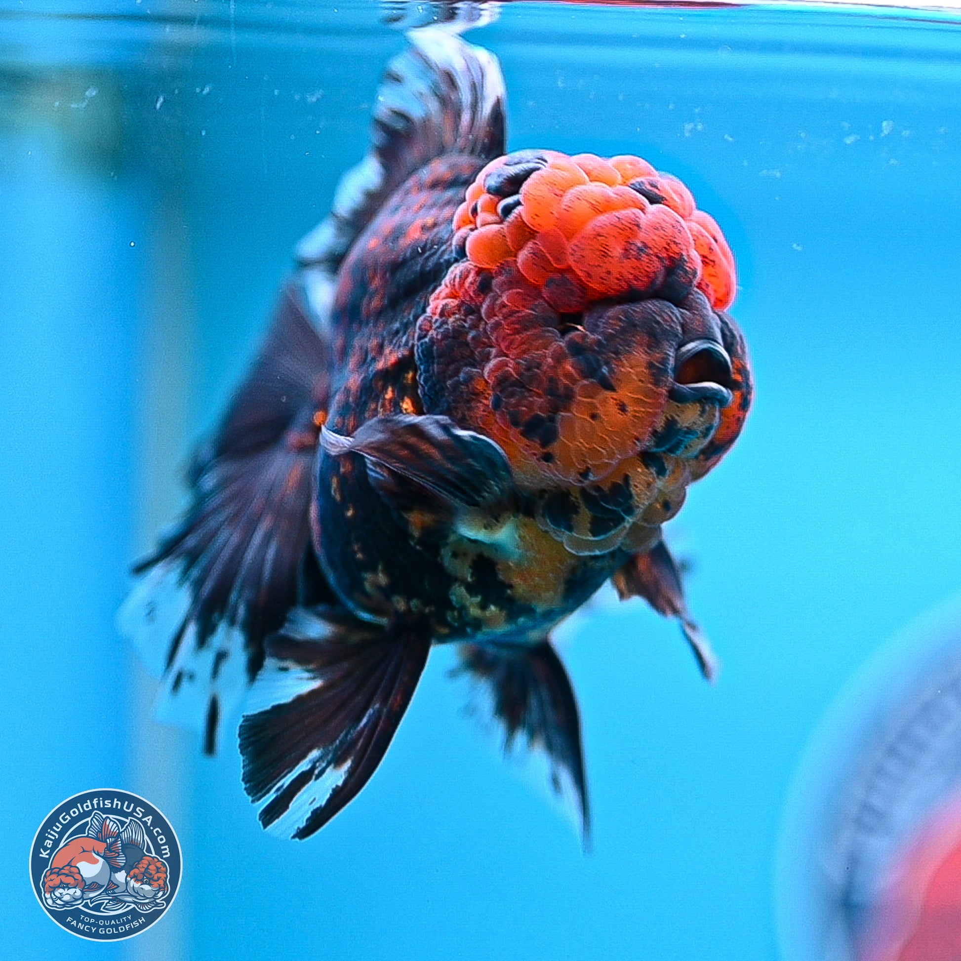 Heavy Ink Tiger Rose Tail Oranda 4-5.5 inches (240920_OR12) - Kaiju Goldfish USA