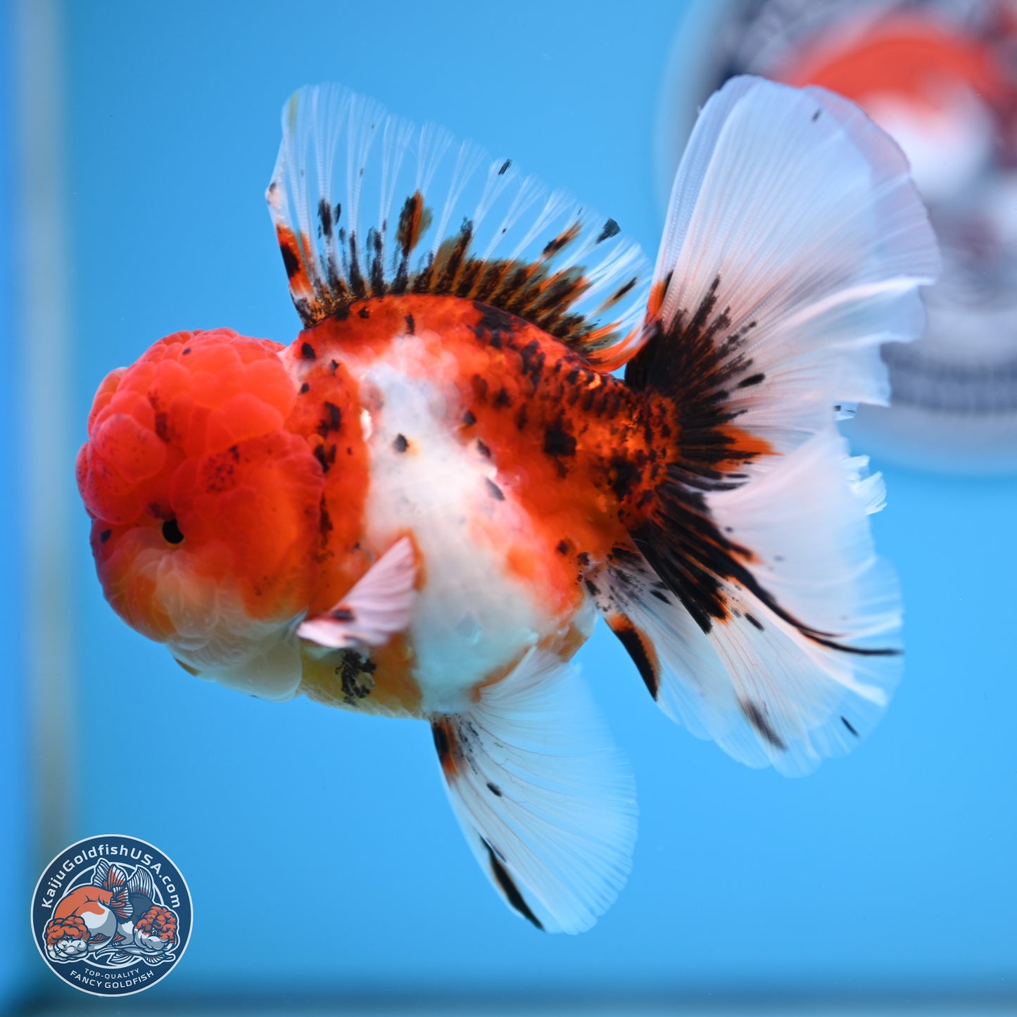 Tricolor Sakura Rose Tail Oranda 3.5 inches Body - Male (250314_OR12)