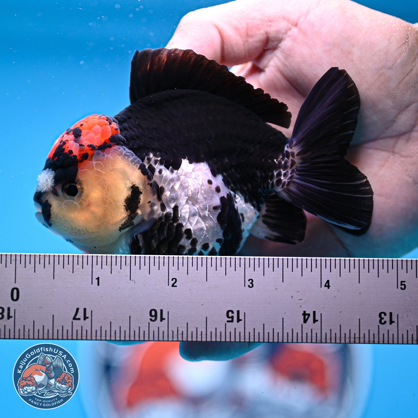 Tricolor YuanBao Oranda 3.5in Body (240830_OR12) - Kaiju Goldfish USA