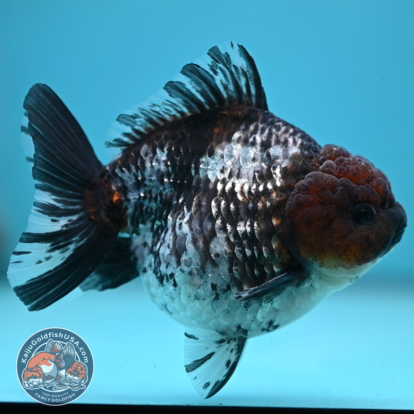 Shogun White Tiger Oranda 4 inches Body (250606_OR12)