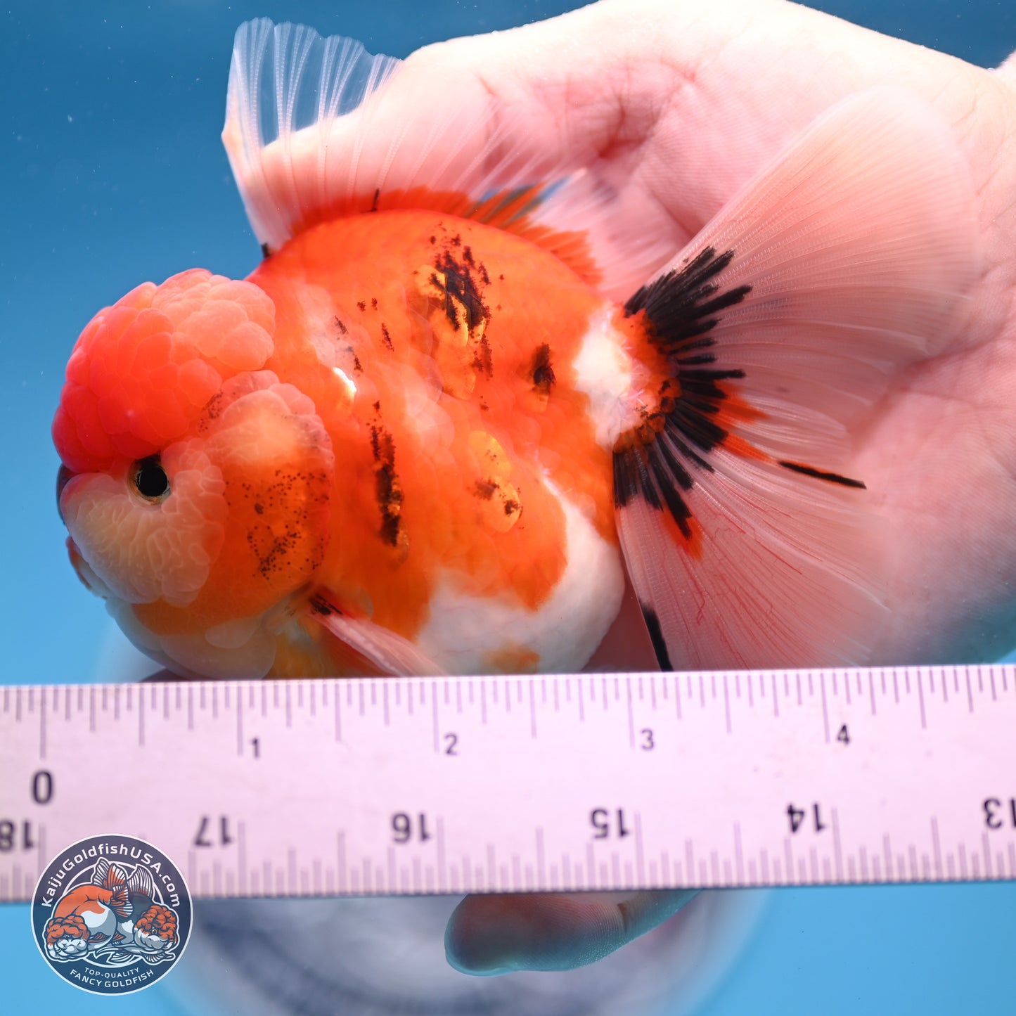 Tricolor Sakura Rose Tail Oranda 3.5 inches Body - Male(250228_OR12)
