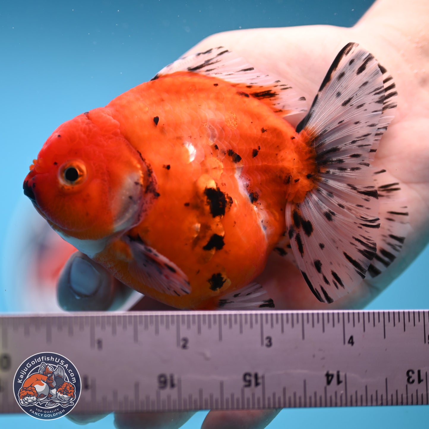 Shogun Tricolor Sakura Oranda 3.75 inches Body - Male (250131_OR12)