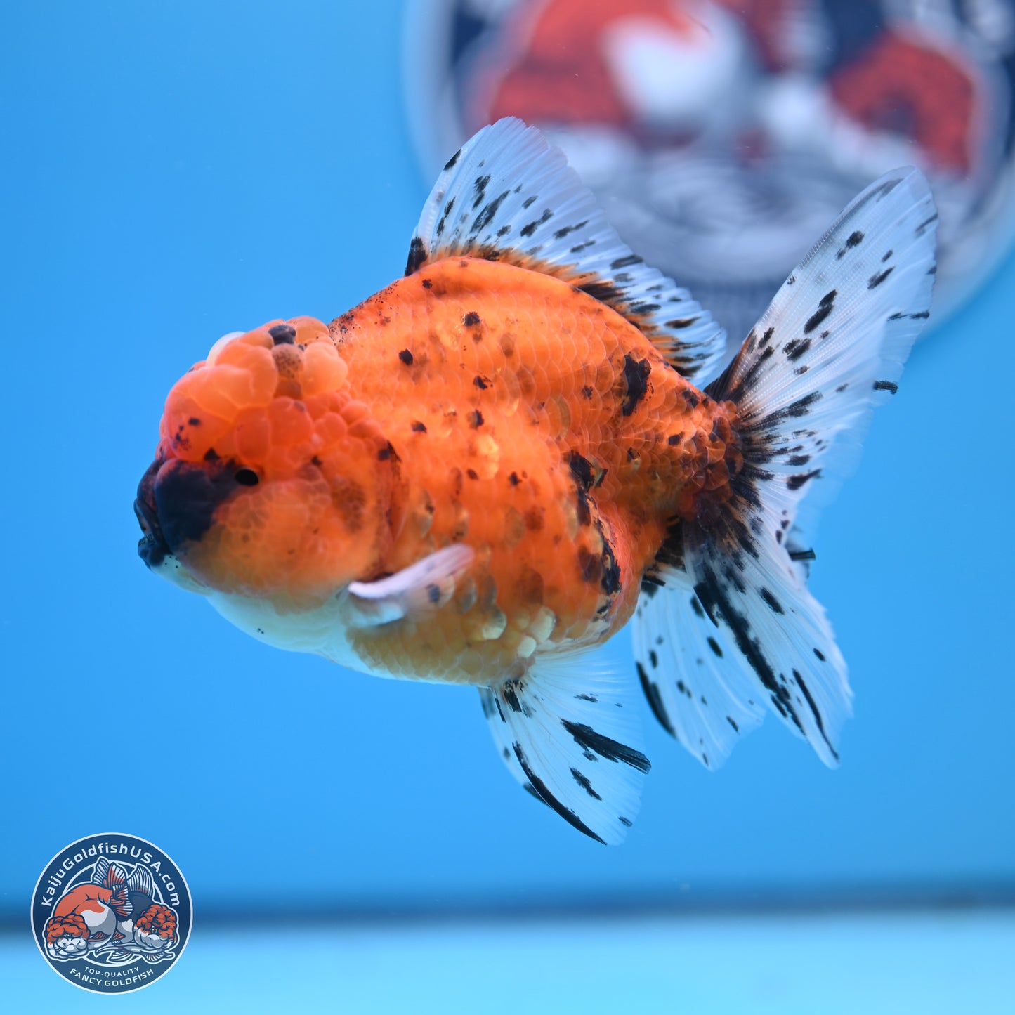 Shogun Tiger Rose Tail Oranda 3.5in Body (240802_OR12) - Kaiju Goldfish USA