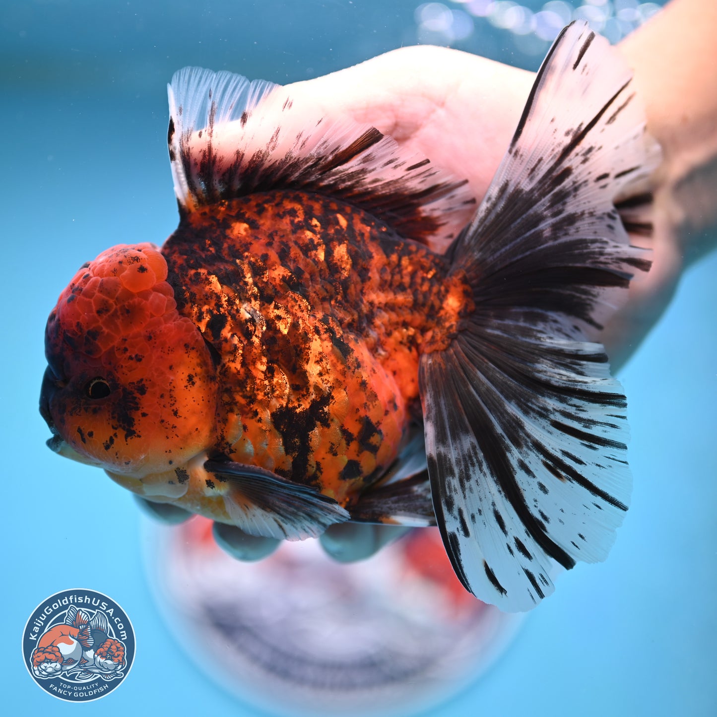 Tiger Rose Tail Oranda 6 inches - Male (241129_OR12) - Kaiju Goldfish USA