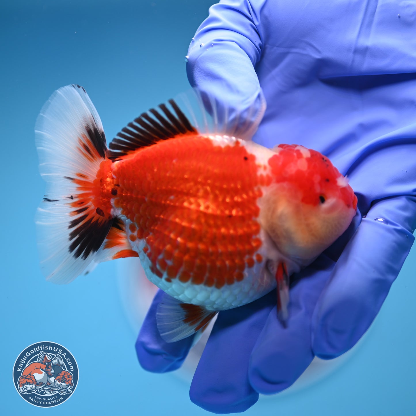 Tricolor Oranda 3.5 inches Body - Male (241227_OR12) - Kaiju Goldfish USA