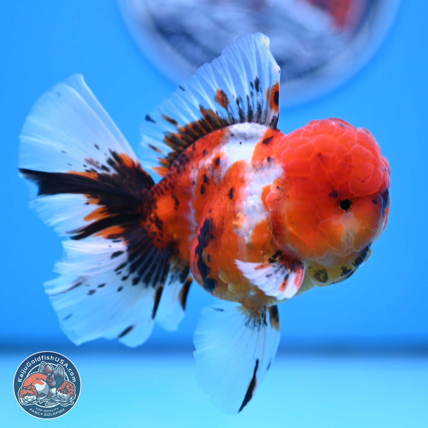 Tricolor Sakura Rose Tail Oranda 3.5 inches Body - Male (250314_OR12)
