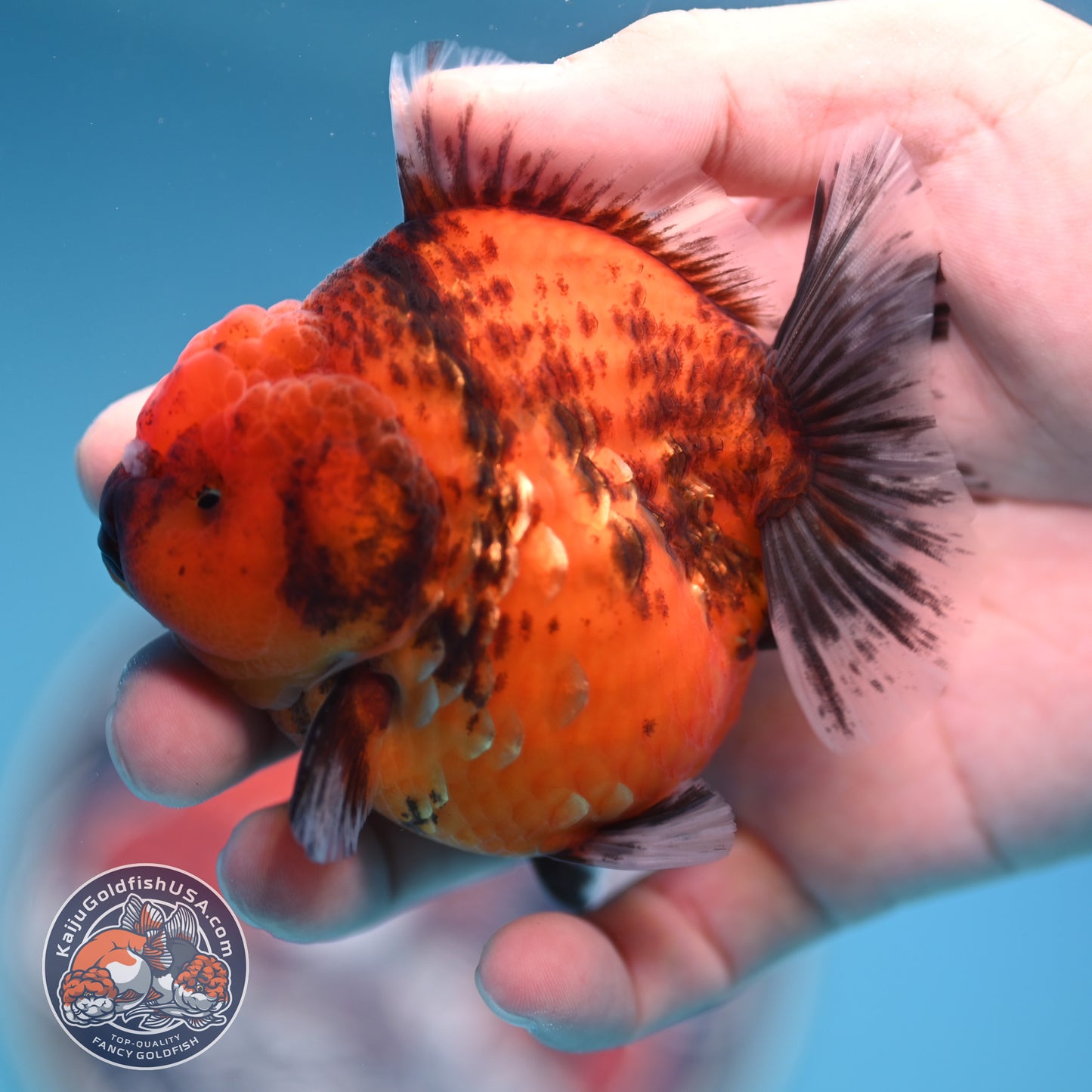 Shogun Tiger Oranda 3.25 inches Body (250530_OR12)