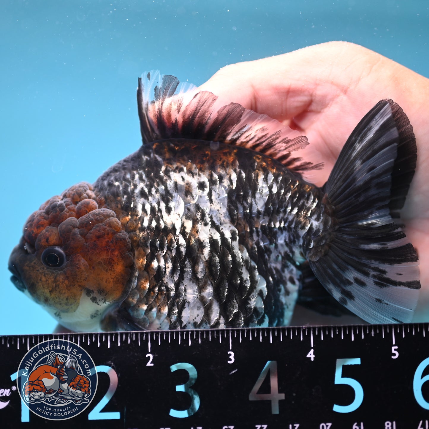 Shogun White Tiger Oranda 4 inches Body (250606_OR12)
