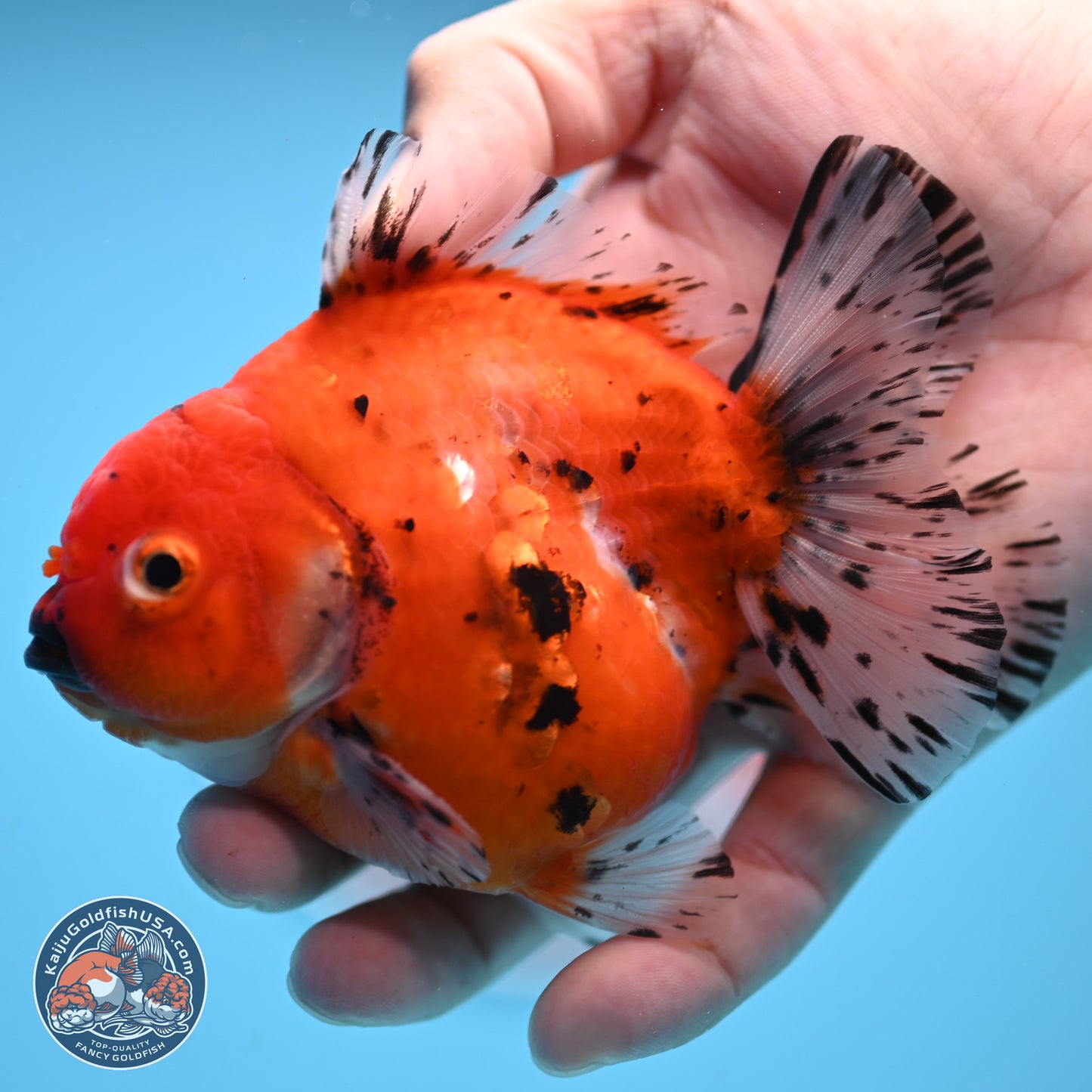 Shogun Tricolor Sakura Oranda 3.75 inches Body - Male (250131_OR12)