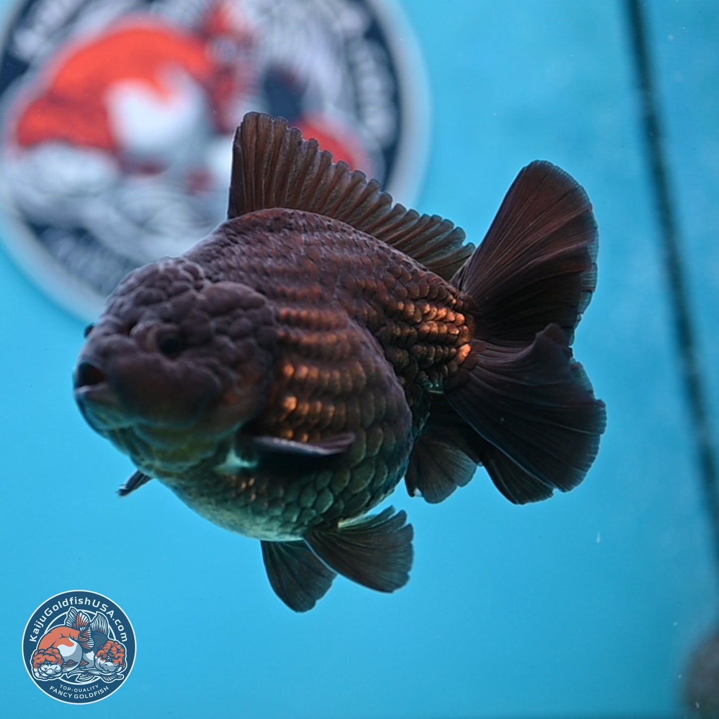 Black YuanBao Oranda 4 inches Body - Male (250307_OR12)