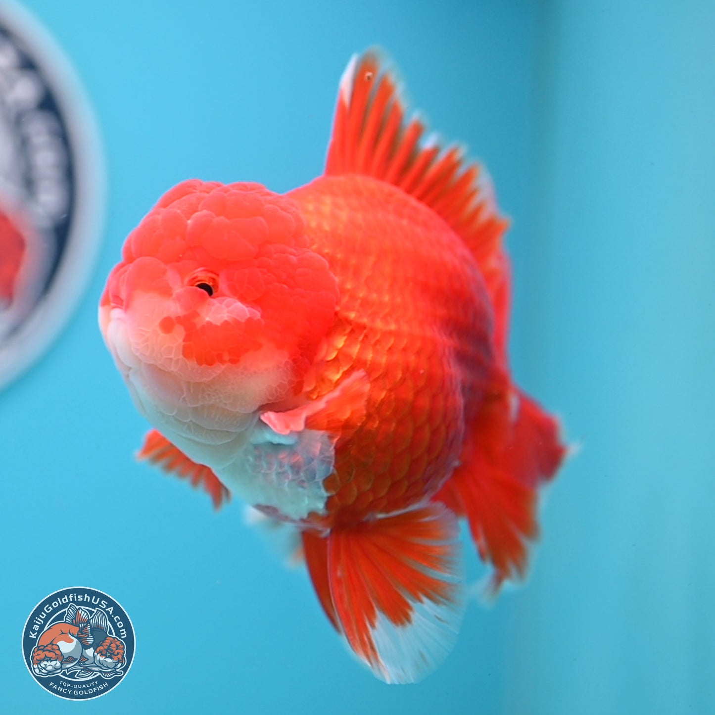 SHOW GRADE - Red White Orchid Tail Oranda 4.5 inches Body - Male (250214_OR12)