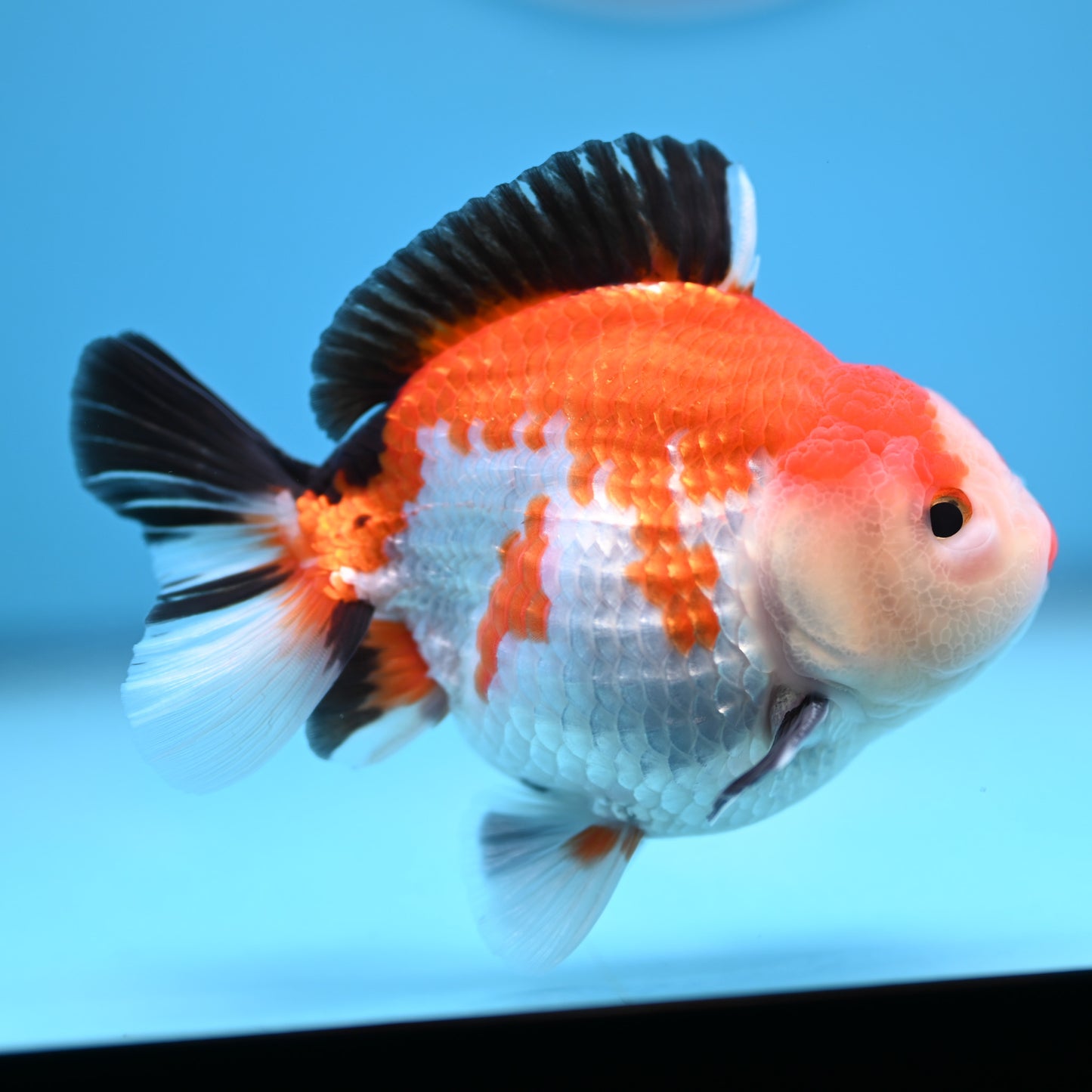 Tricolor Oranda 3.5-4 inches (241011_OR12) - Kaiju Goldfish USA