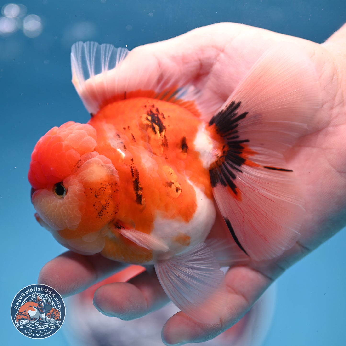 Tricolor Sakura Rose Tail Oranda 3.5 inches Body - Male(250228_OR12)