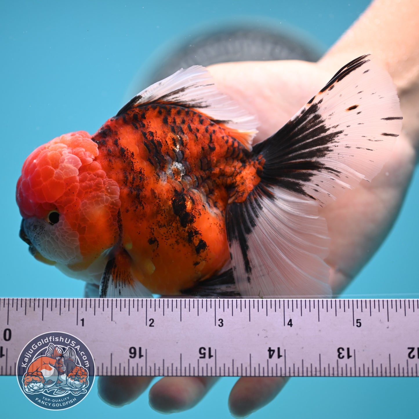 Tricolor Tiger Rose Tail Oranda 4 inches Body (250502_OR12)