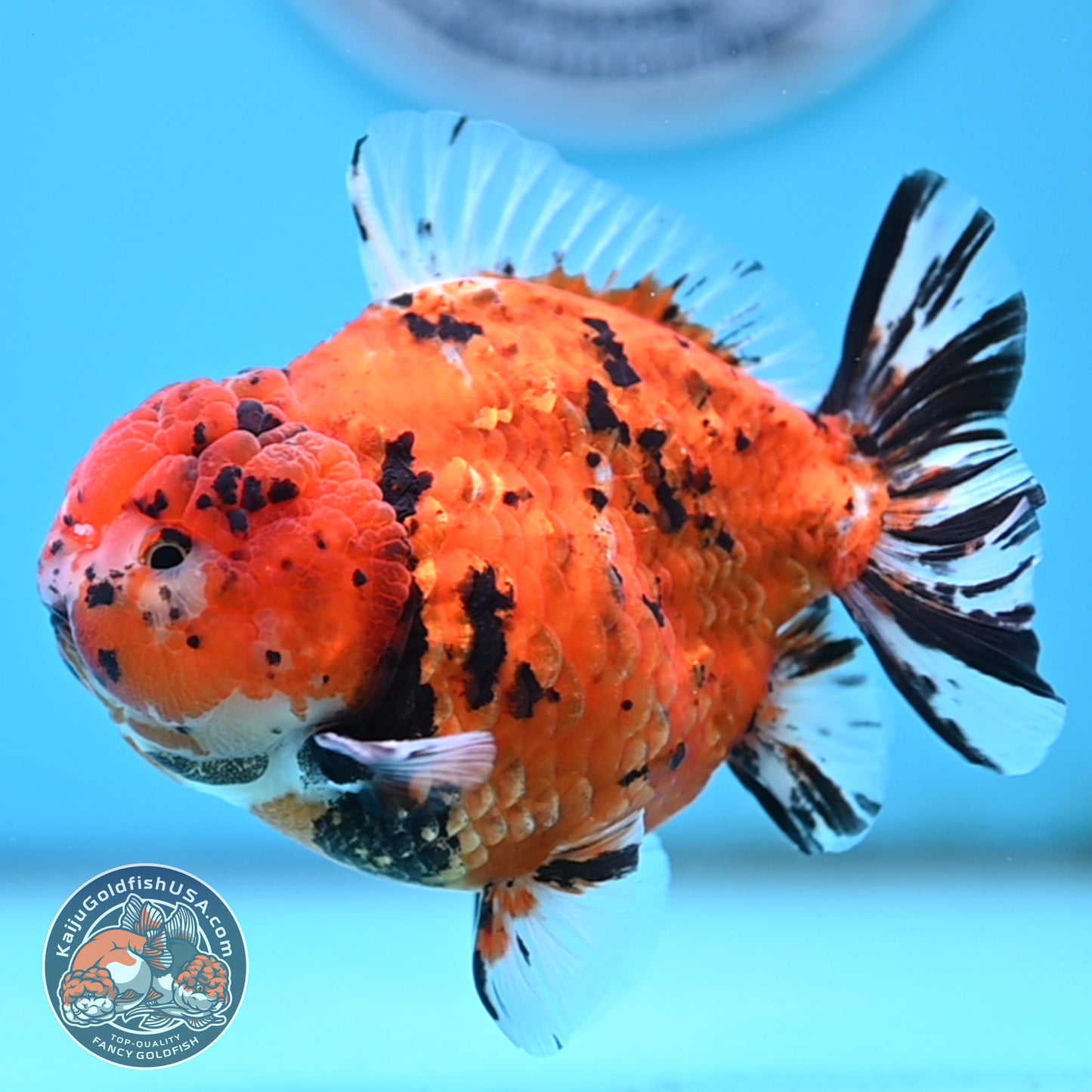 Shogun Tiger Oranda 4 inches Body - Male (250418_OR12)
