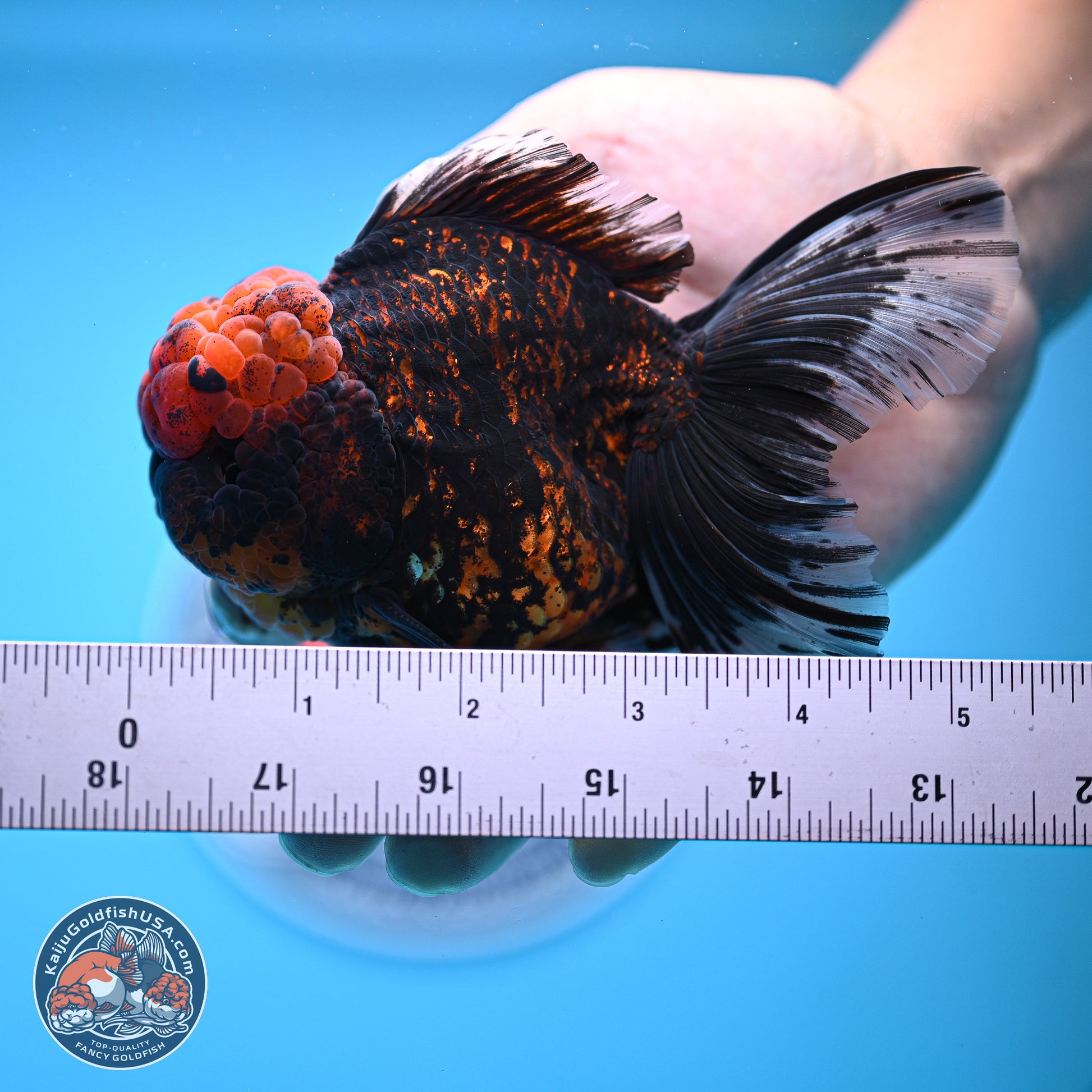 Heavy Ink Tiger Rose Tail Oranda 4-5.5 inches (240920_OR12) - Kaiju Goldfish USA