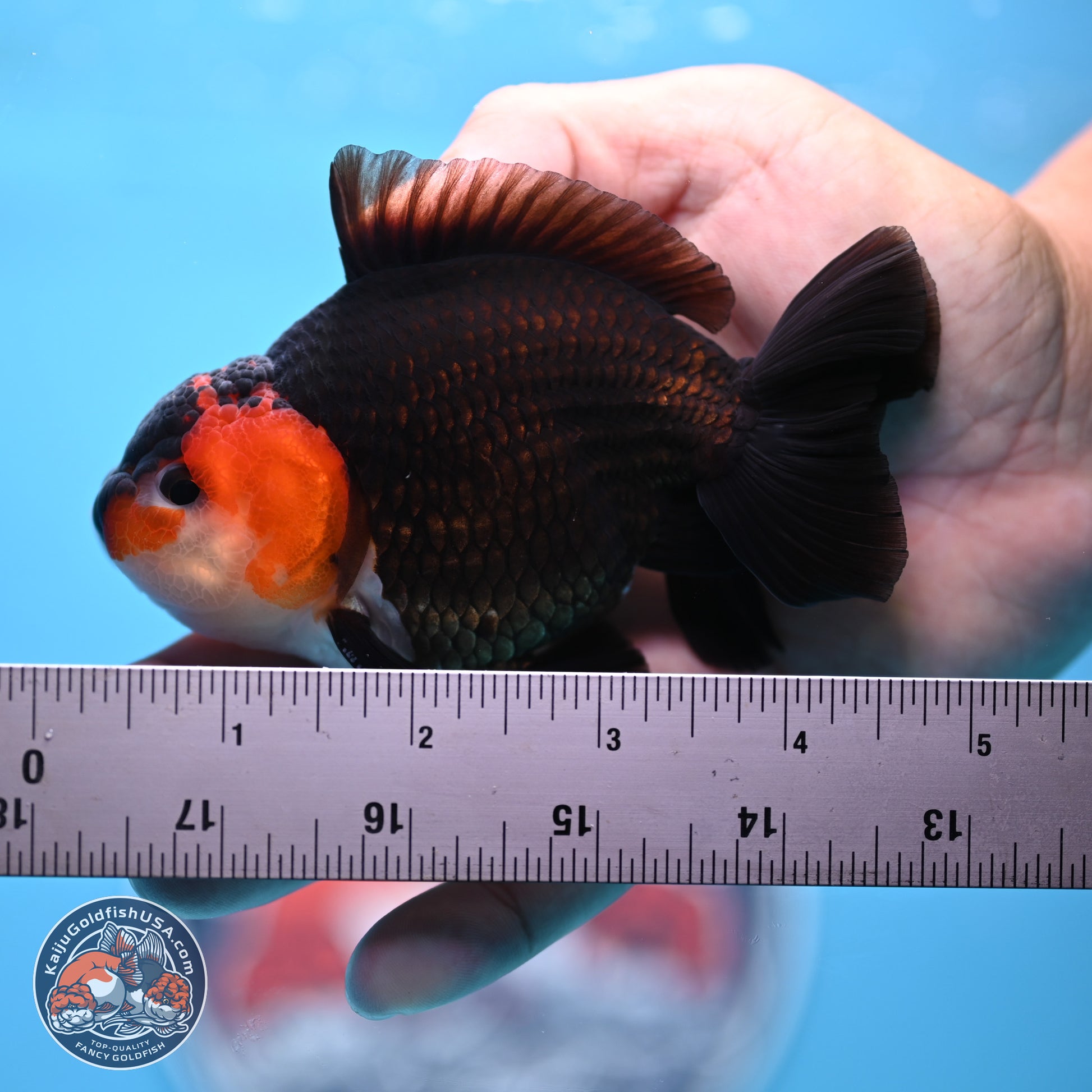 Tricolor Oranda 3.5-4.5 inches (240913_OR12) - Kaiju Goldfish USA