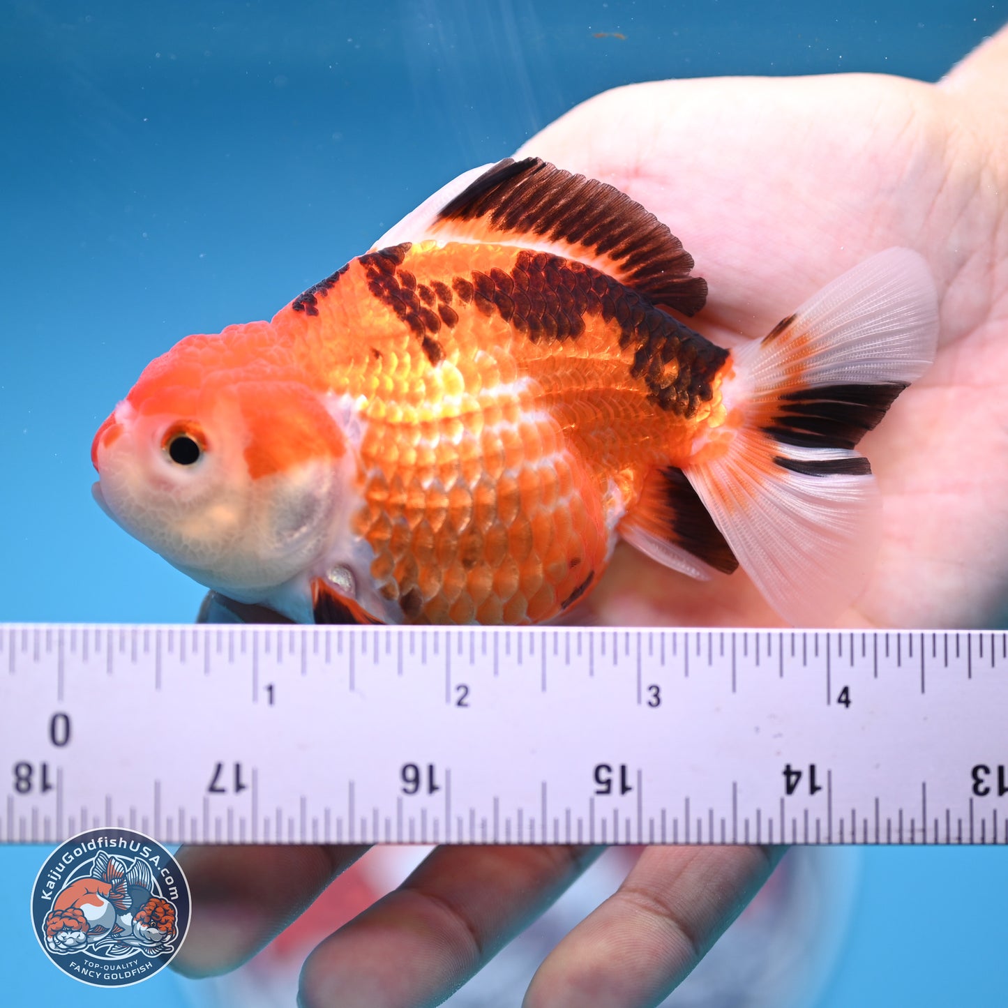 Tricolor Deer Spots Oranda 3.5-4 inches (241004_OR12) - Kaiju Goldfish USA