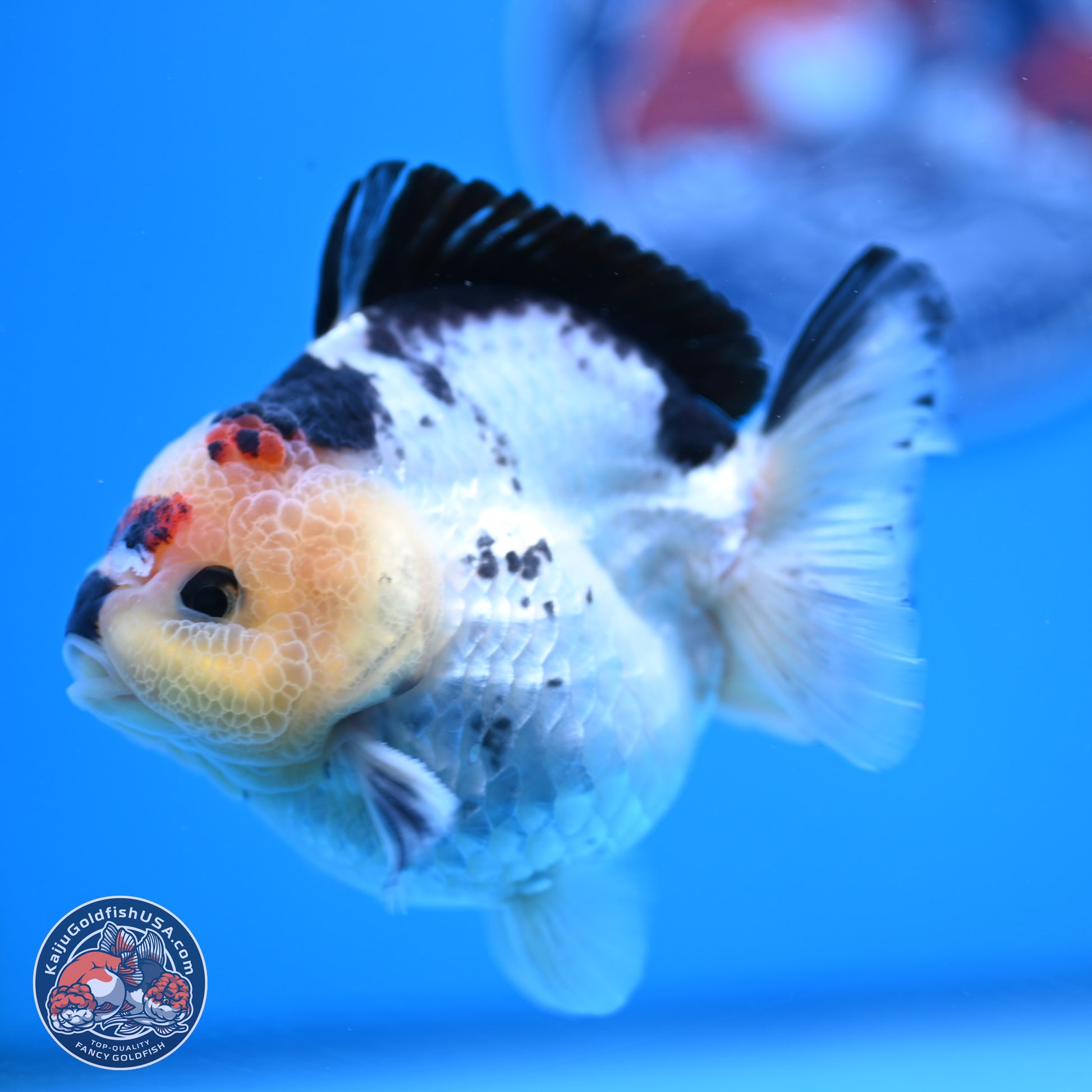 Tricolor YuanBao Oranda 3.5in Body (240816_OR12) - Kaiju Goldfish USA