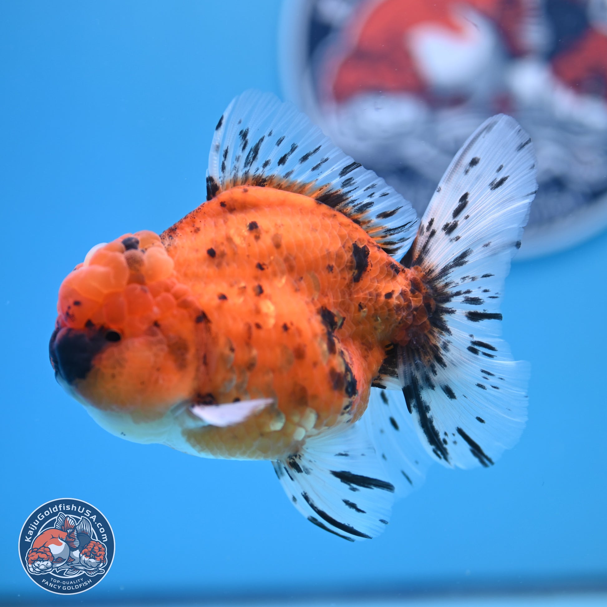 Shogun Tiger Rose Tail Oranda 3.5in Body (240802_OR12) - Kaiju Goldfish USA