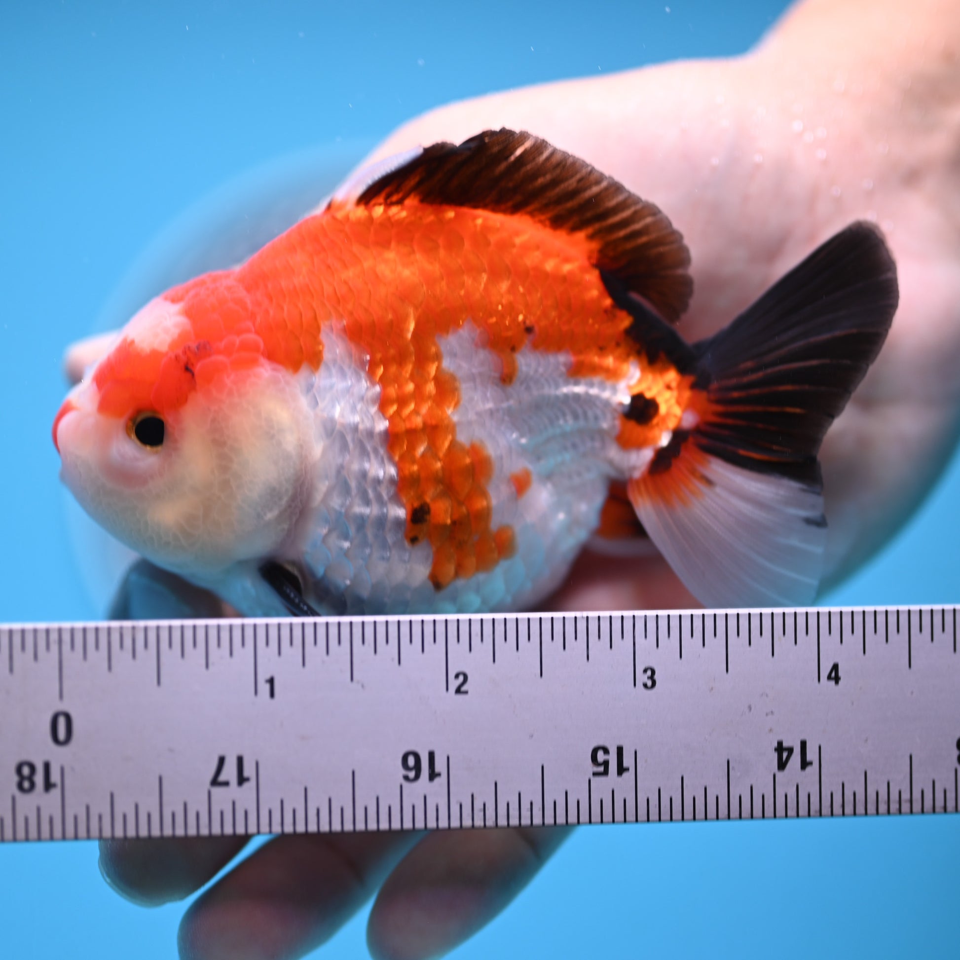 Tricolor Oranda 3.5-4 inches (241011_OR12) - Kaiju Goldfish USA