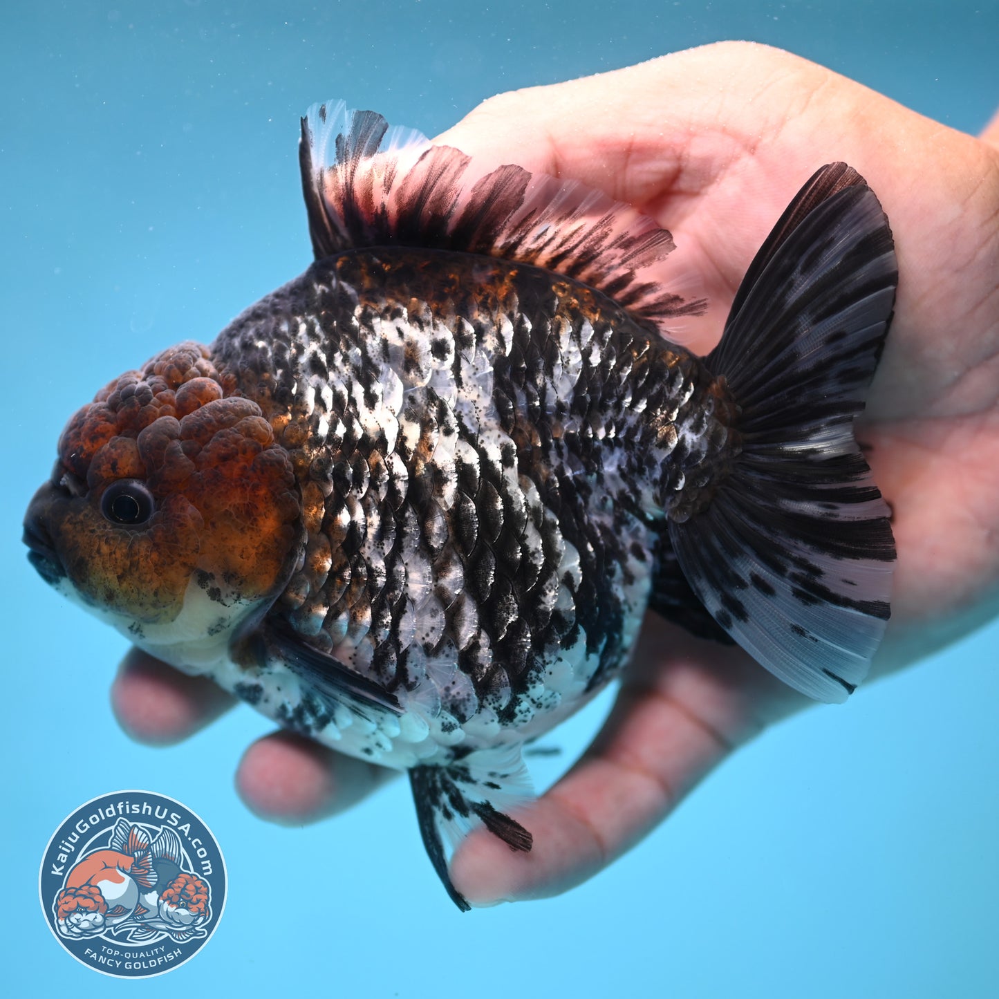 Shogun White Tiger Oranda 4 inches Body (250606_OR12)