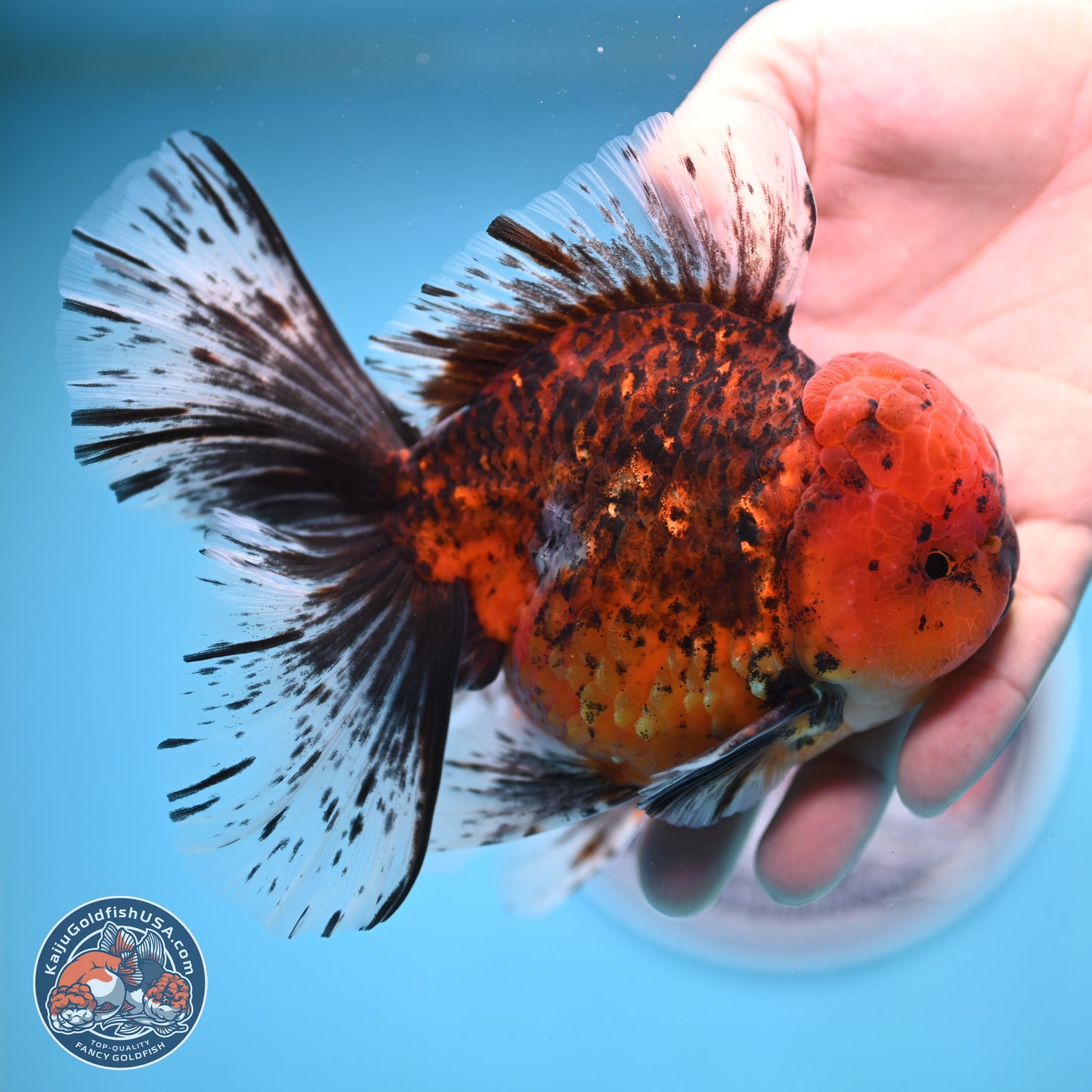 Tiger Rose Tail Oranda 6 inches - Male (241129_OR12) - Kaiju Goldfish USA