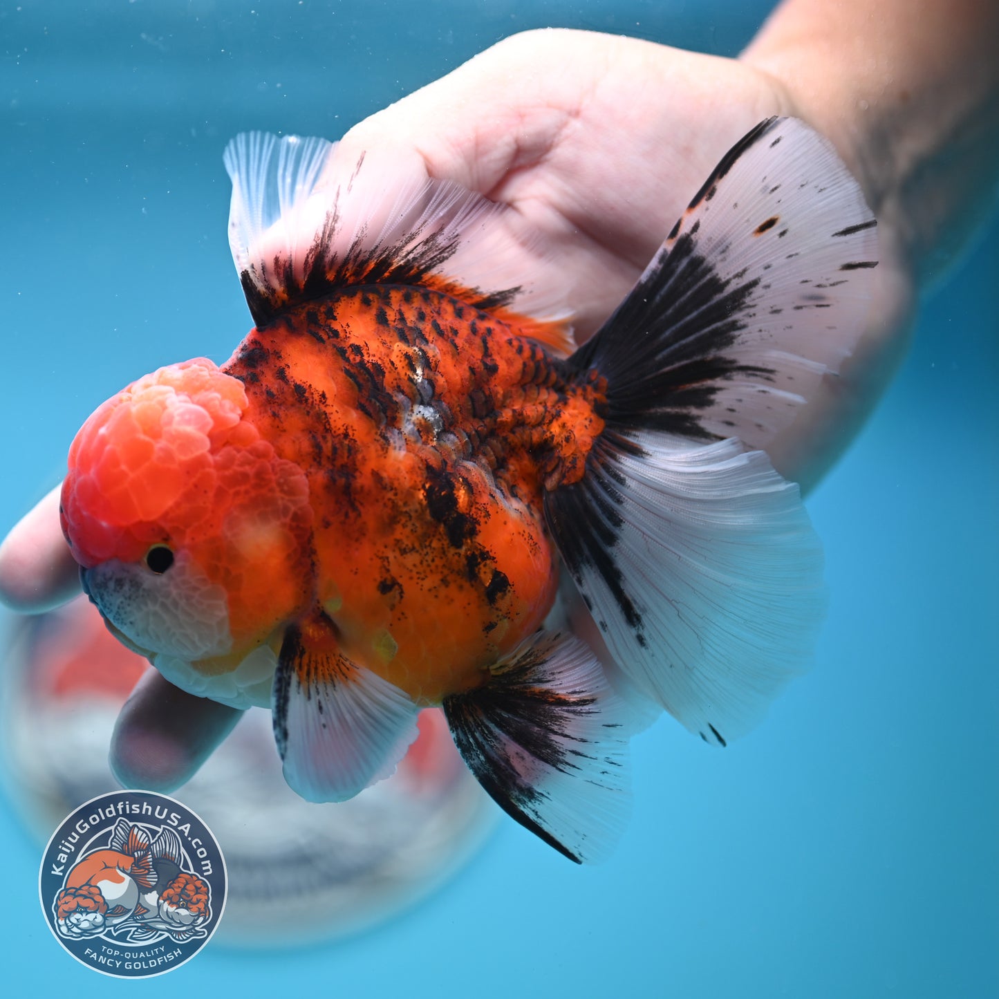 Tricolor Tiger Rose Tail Oranda 4 inches Body (250502_OR12)