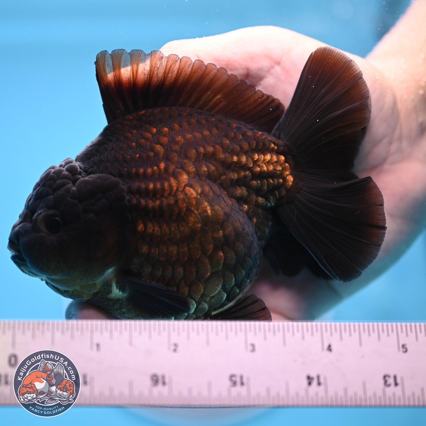 Black YuanBao Oranda 4 inches Body - Male (250307_OR12)