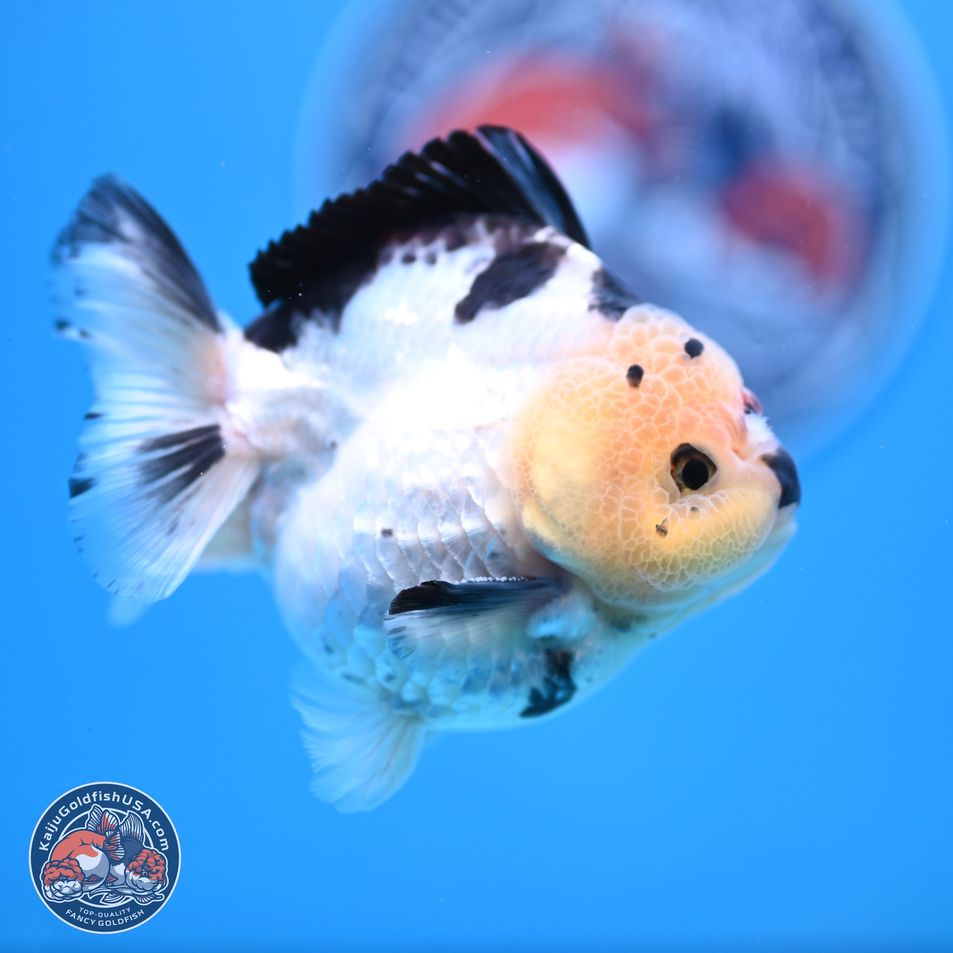 Tricolor YuanBao Oranda 3.5in Body (240816_OR12) - Kaiju Goldfish USA