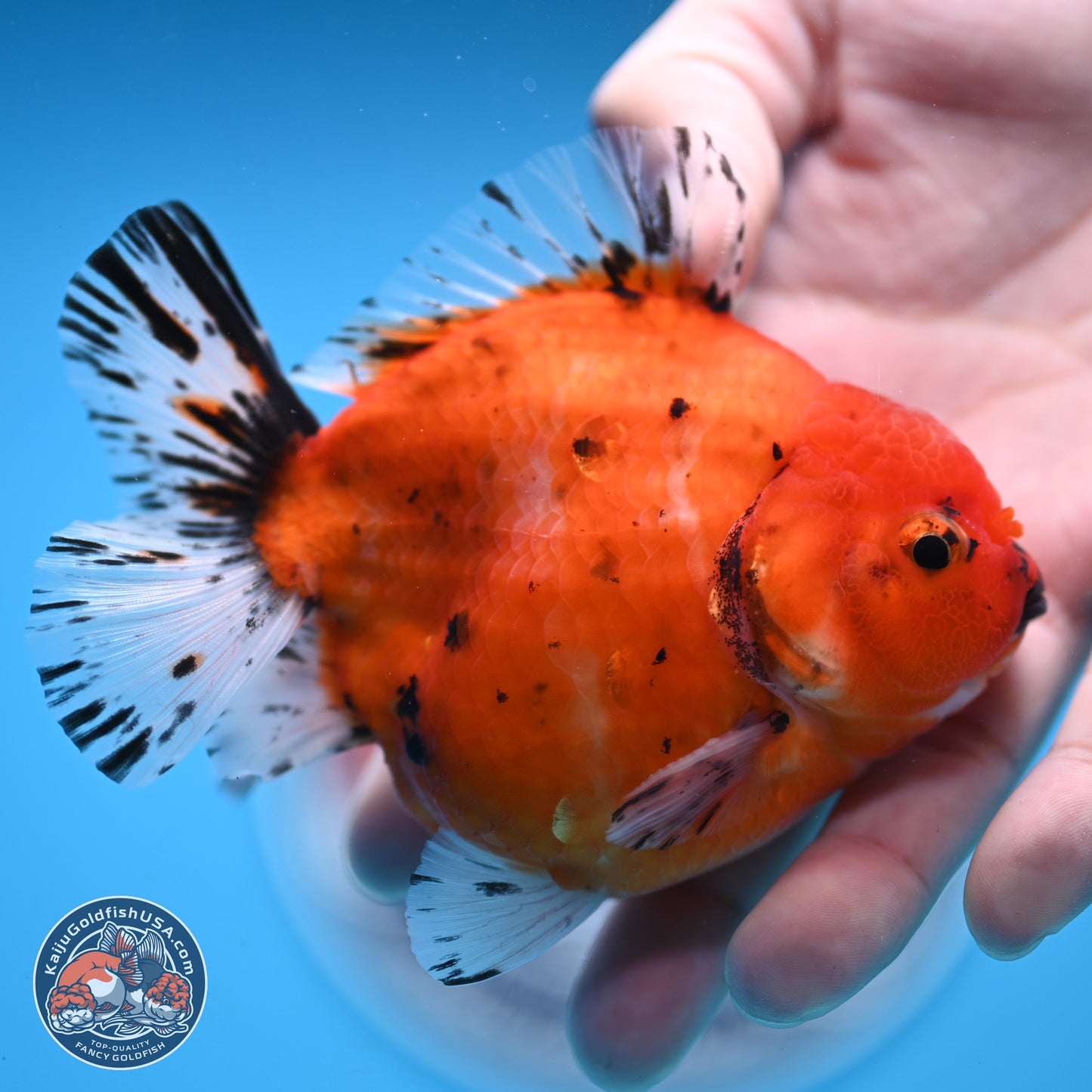 Shogun Tricolor Sakura Oranda 3.75 inches Body - Male (250131_OR12)