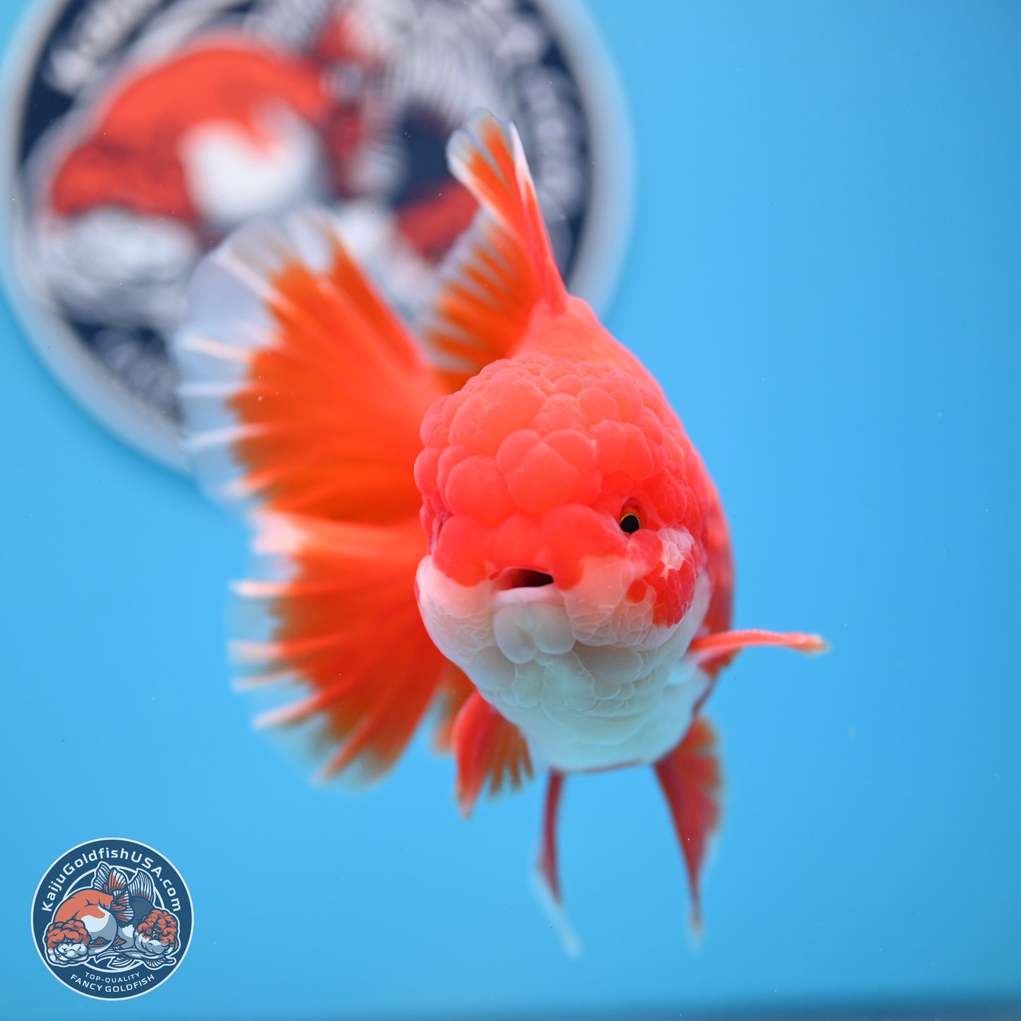 SHOW GRADE - Red White Orchid Tail Oranda 4.5 inches Body - Male (250214_OR12)