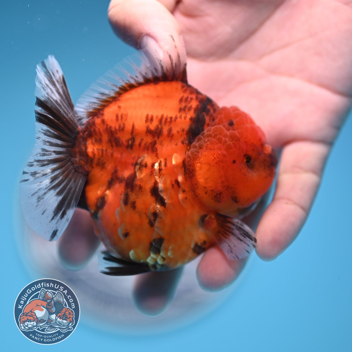 Shogun Tiger Oranda 3.25 inches Body (250530_OR12)