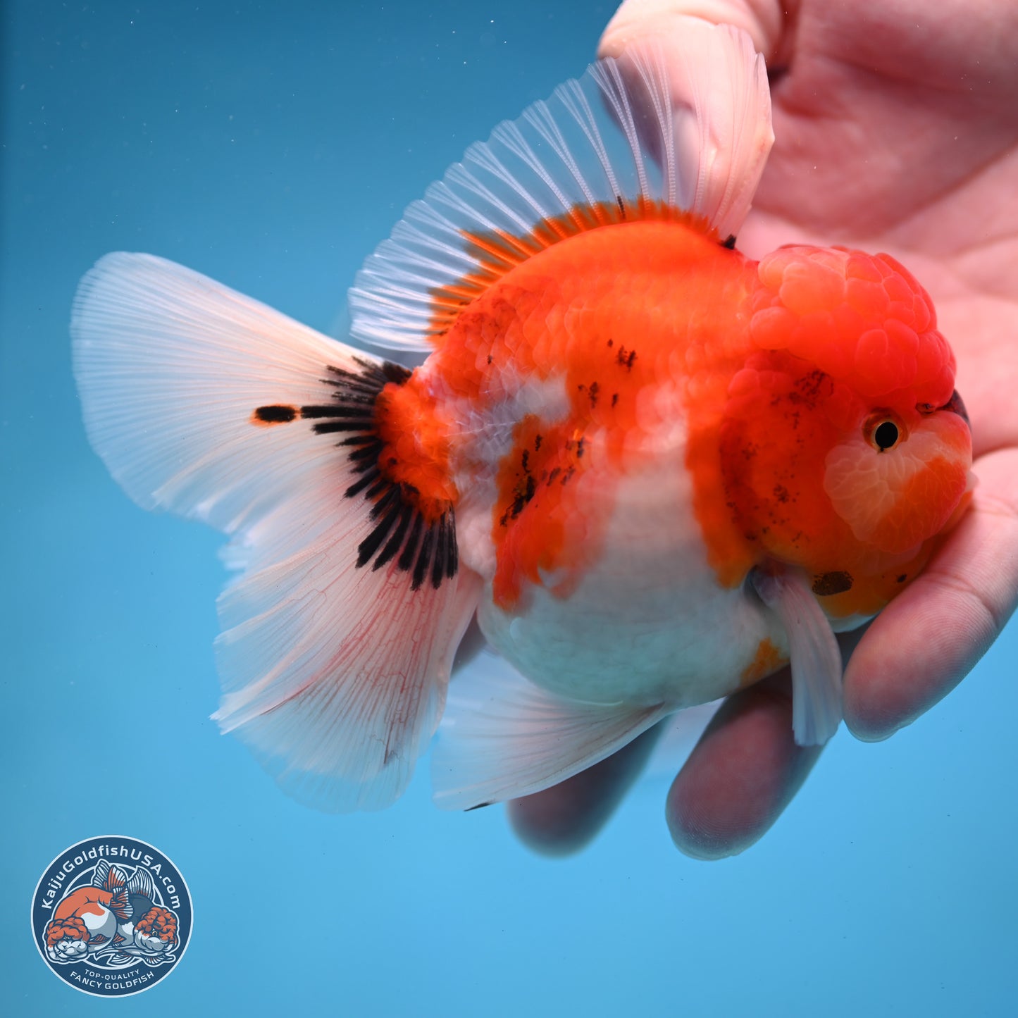 Tricolor Sakura Rose Tail Oranda 3.5 inches Body - Male(250228_OR12)