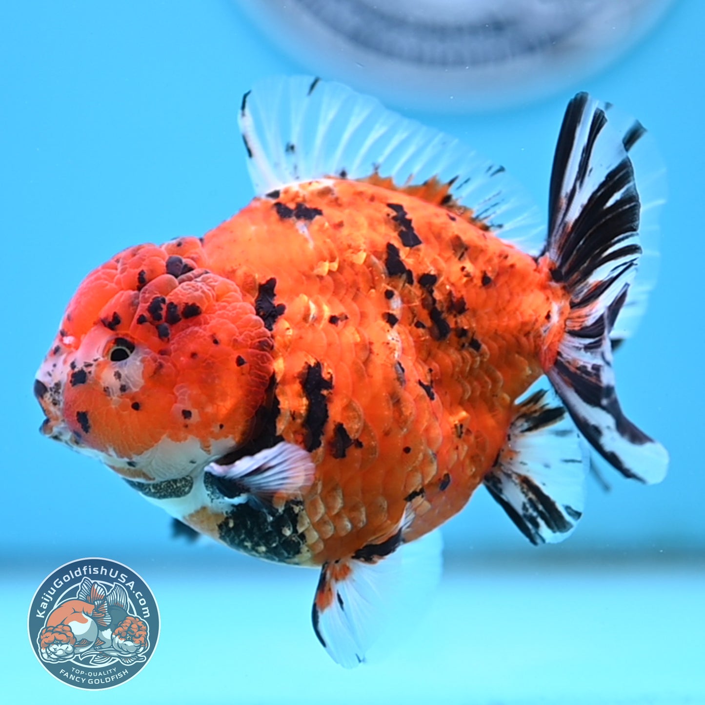 Shogun Tiger Oranda 4 inches Body - Male (250418_OR12)