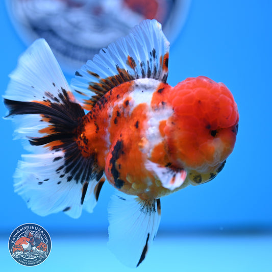 Tricolor Sakura Rose Tail Oranda 3.5 inches Body - Male (250314_OR12)