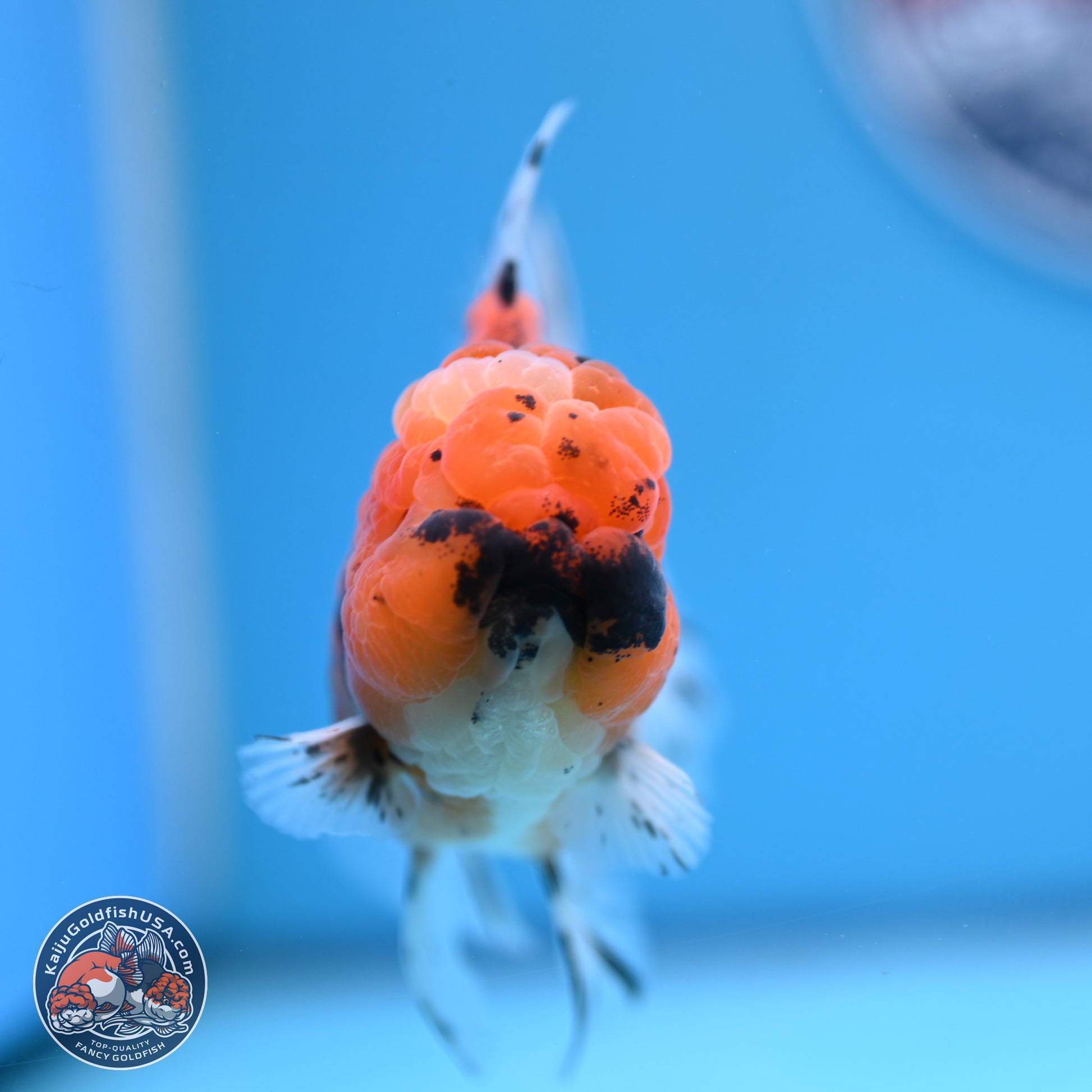 Shogun Tiger Rose Tail Oranda 3.5in Body (240802_OR12) - Kaiju Goldfish USA