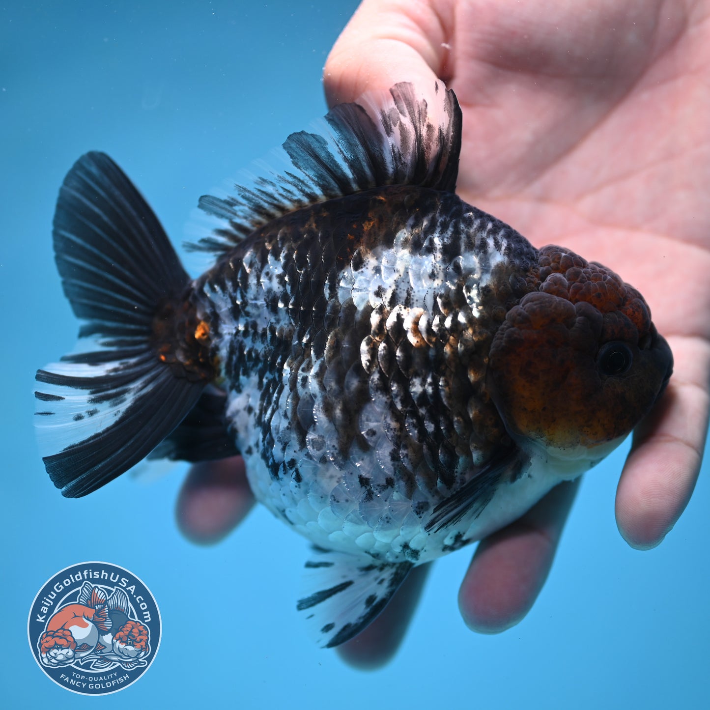 Shogun White Tiger Oranda 4 inches Body (250606_OR12)