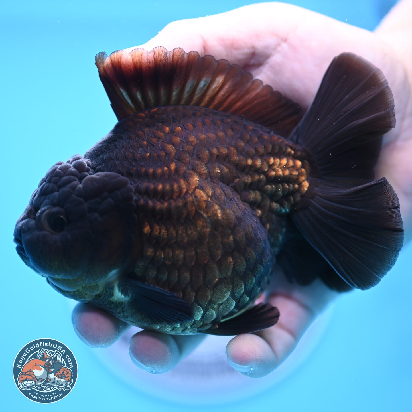 Black YuanBao Oranda 4 inches Body - Male (250307_OR12)
