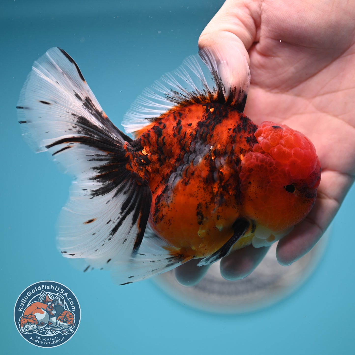 Tricolor Tiger Rose Tail Oranda 4 inches Body (250502_OR12)