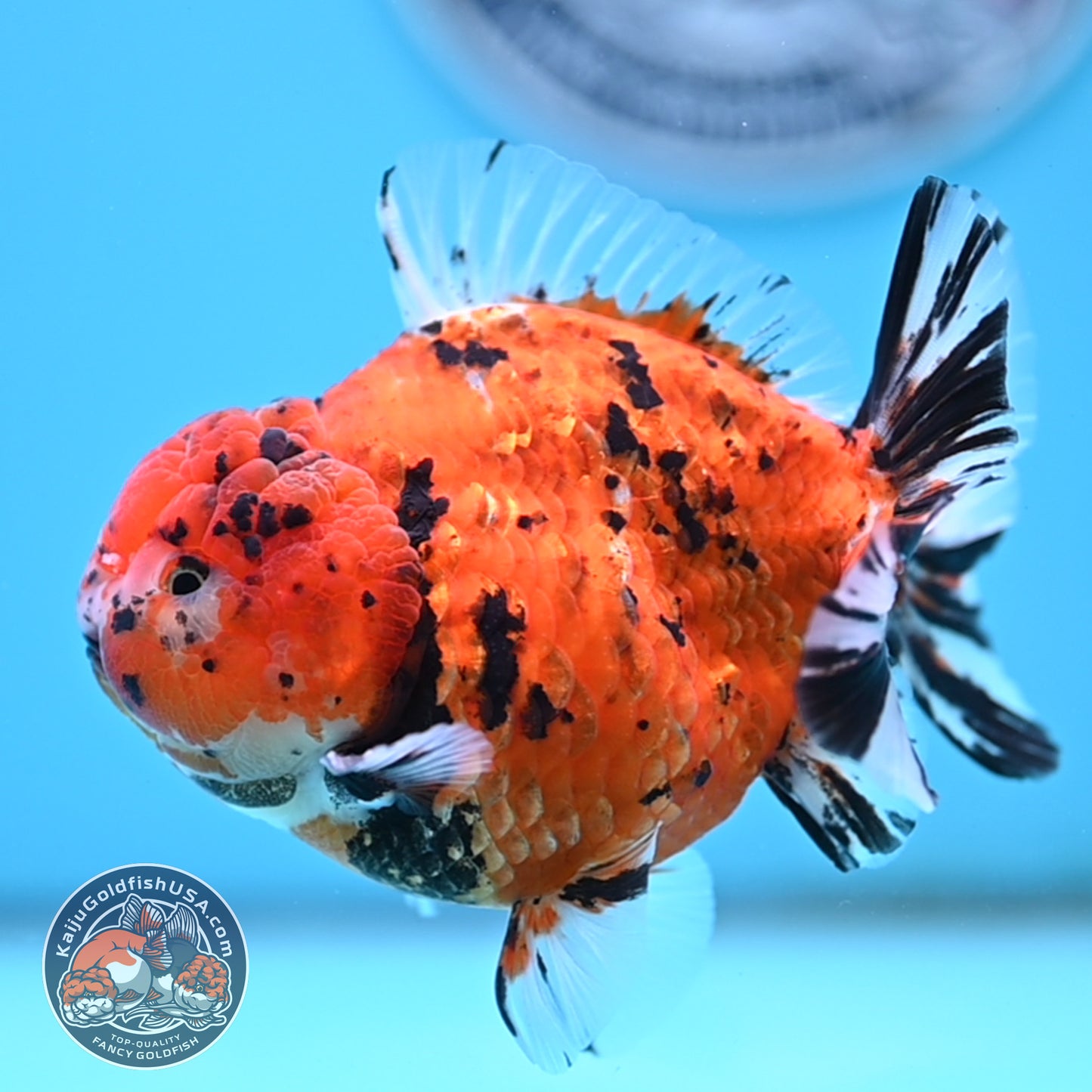 Shogun Tiger Oranda 4 inches Body - Male (250418_OR12)