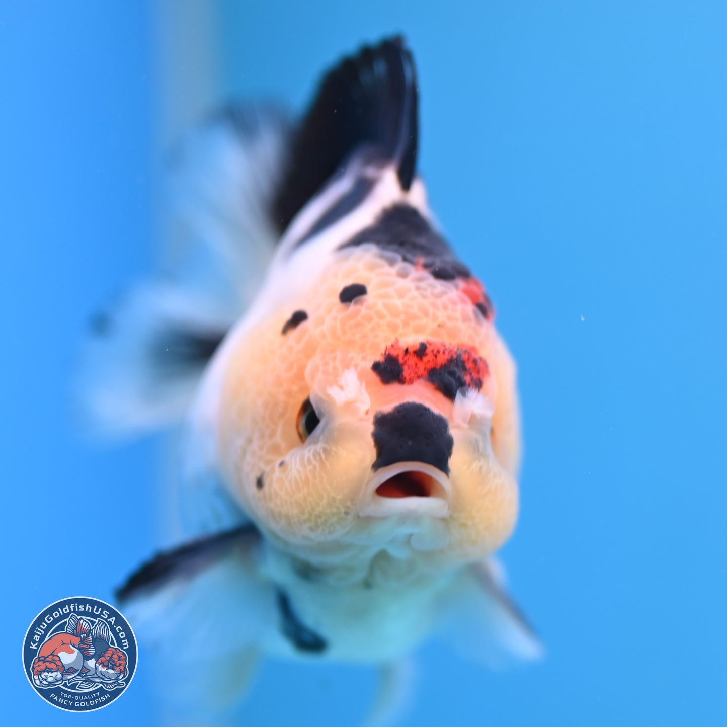 Tricolor YuanBao Oranda 3.5in Body (240816_OR12) - Kaiju Goldfish USA