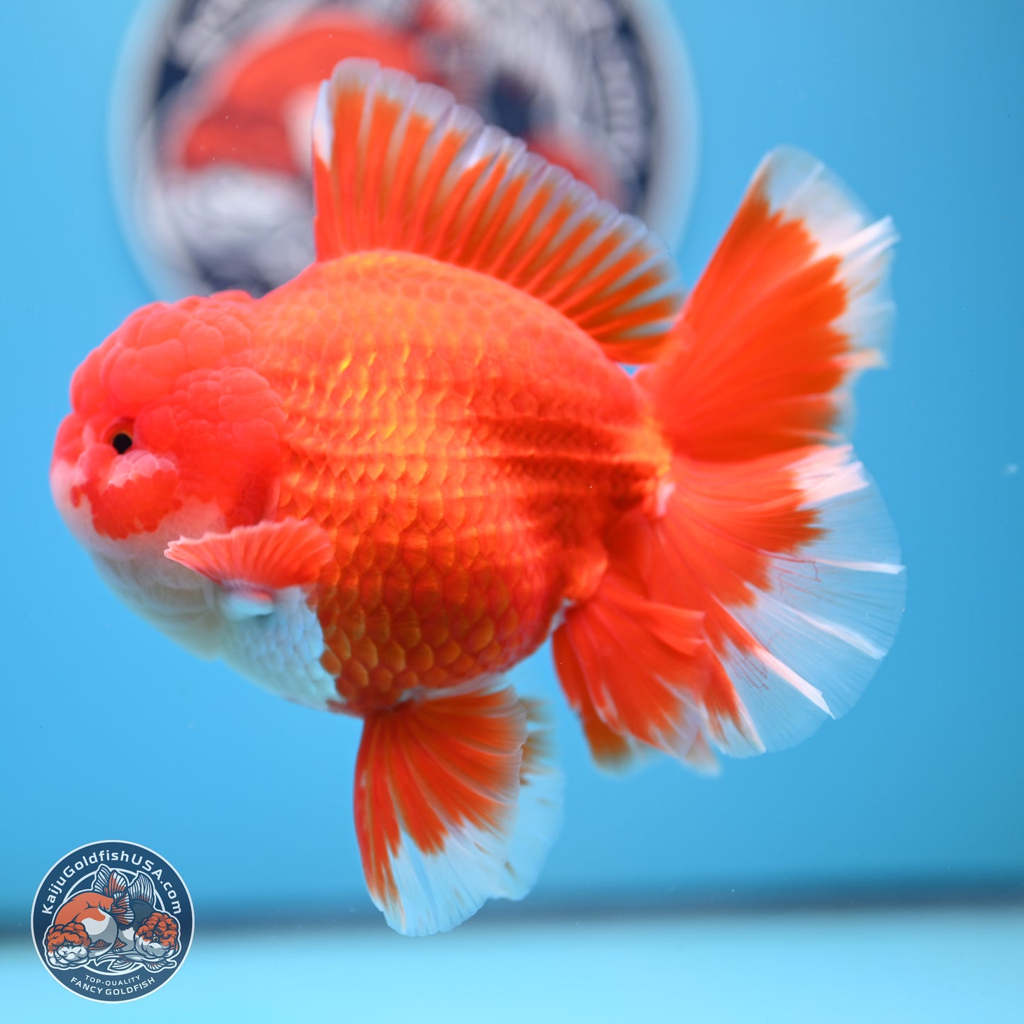 SHOW GRADE - Red White Orchid Tail Oranda 4.5 inches Body - Male (250214_OR12)