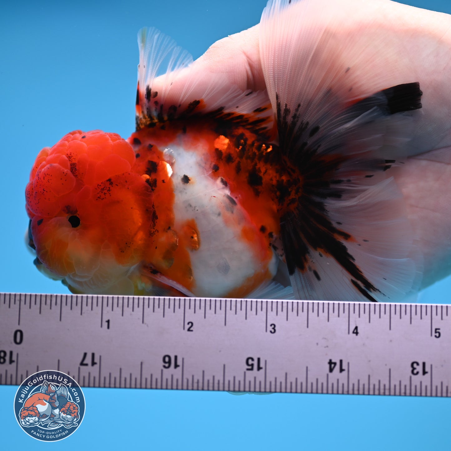 Tricolor Sakura Rose Tail Oranda 3.5 inches Body - Male (250314_OR12)