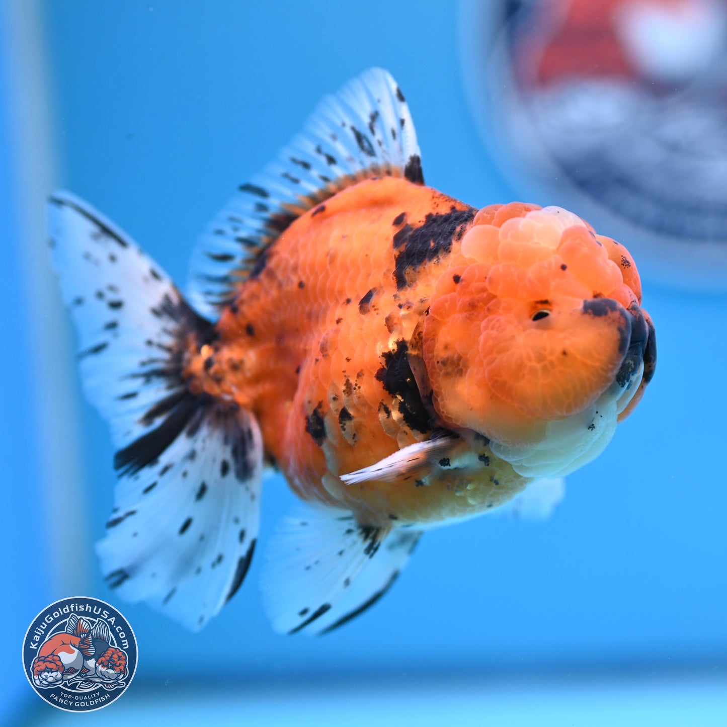 Shogun Tiger Rose Tail Oranda 3.5in Body (240802_OR12) - Kaiju Goldfish USA